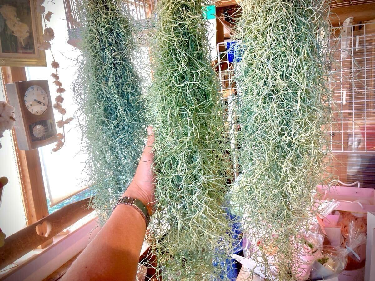 耐寒性アガベ グアダラハラナ青白特大株◇ドライガーデン多肉サボテン