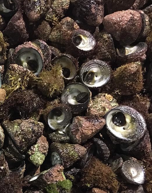 鮮度抜群 活 シッタカ貝 尻高貝 ニーナ 約1キロ 入荷日発送 長崎県産または佐賀県産 検 ミナ サザエ アワビ 鮮魚基地 貝類 通販 Amazon