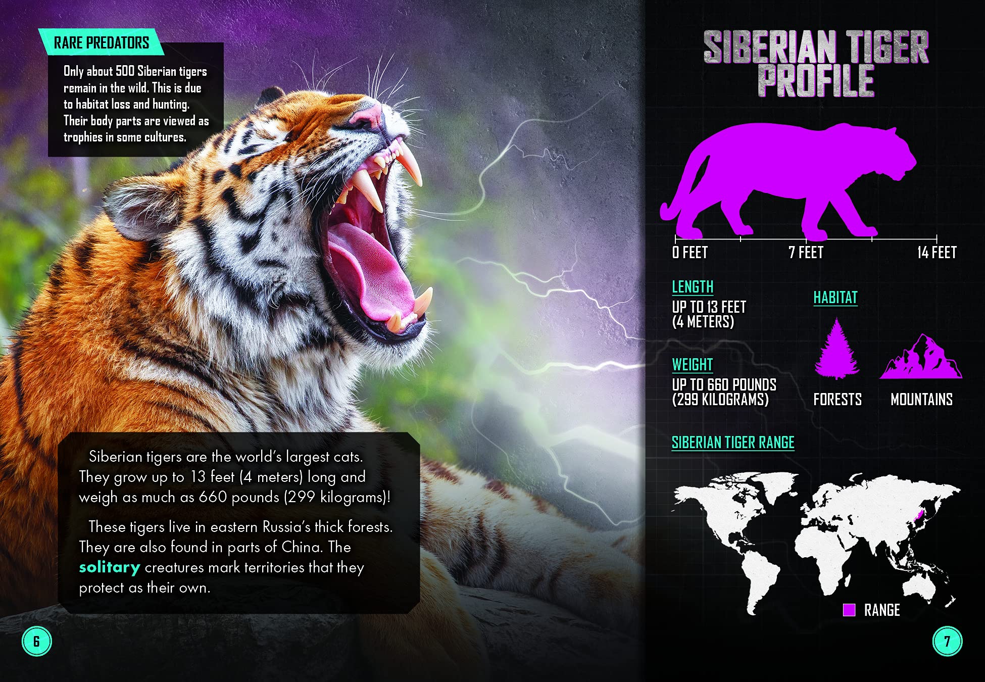 Siberian Tiger Vs. Brown Bear