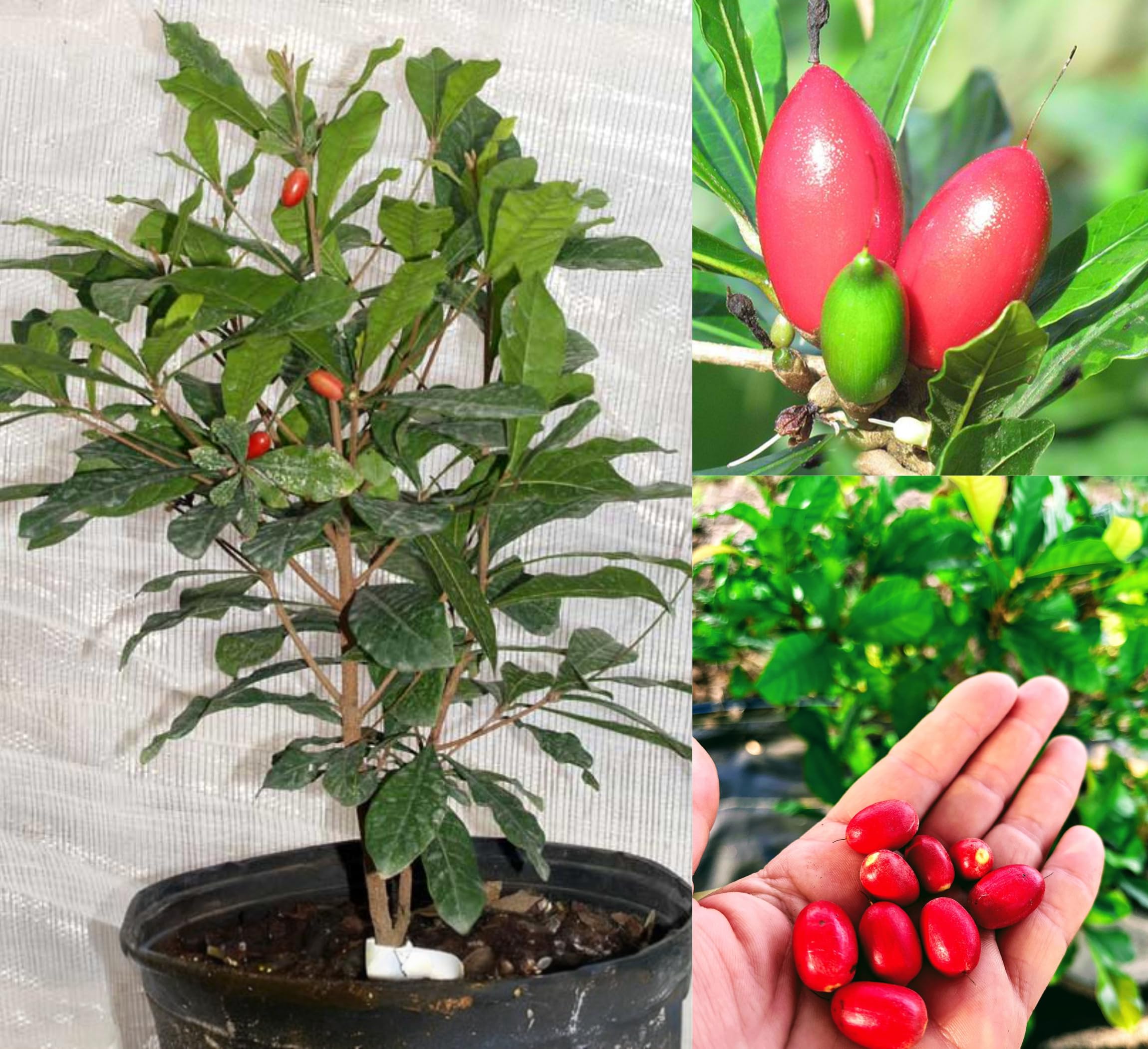 Thai Strawberry Plant - Grow Your Own! -12 Thai Strawberry Plant - Grow Your Own! -12