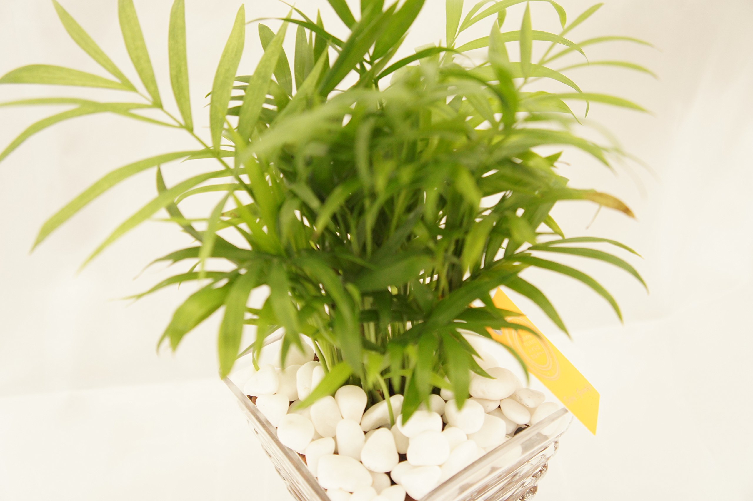 ハイドロボール　5種　観葉植物 観葉植物の販売・ギフトならフラワーコーポレーション / 観葉