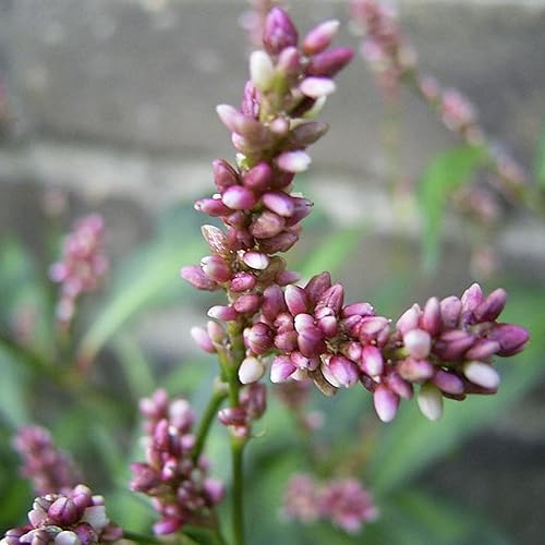 Miniatura 8 de Semillas de índigo japonés (Persicaria tinctoria) Más de 50 semillas de hierbas medicinales de plantas de tinte raro en cápsulas de semillas