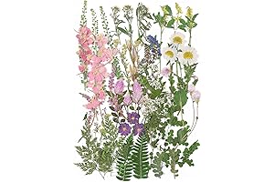 Exquisite Dried Spring Pressed Flowers for Cupcakes