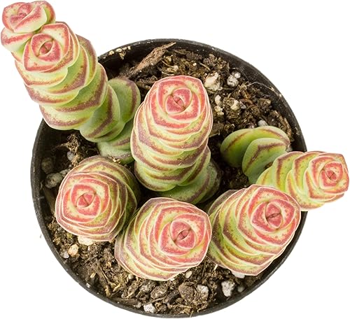 Altman Plants Collar de bebé Crassula de 3.5 pulgadas, plantas suculentas vivas plantas suculentas vivas plantas de interior vivas plantas de
