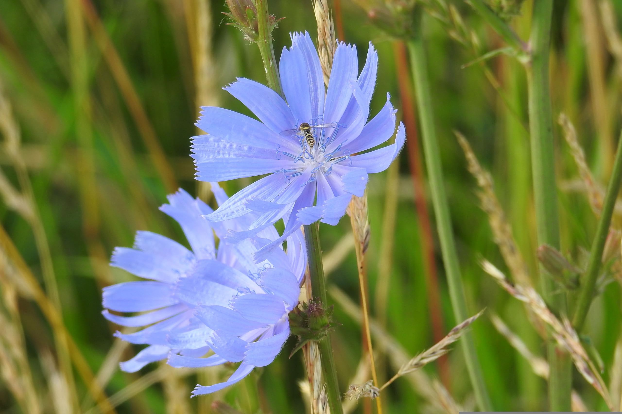 Gemeine Wegwarte (Cichorium intybus) Samen ´WILDFORM´. Heilpflanze des Jahres 2020 (20000 Samen = 30,0g)