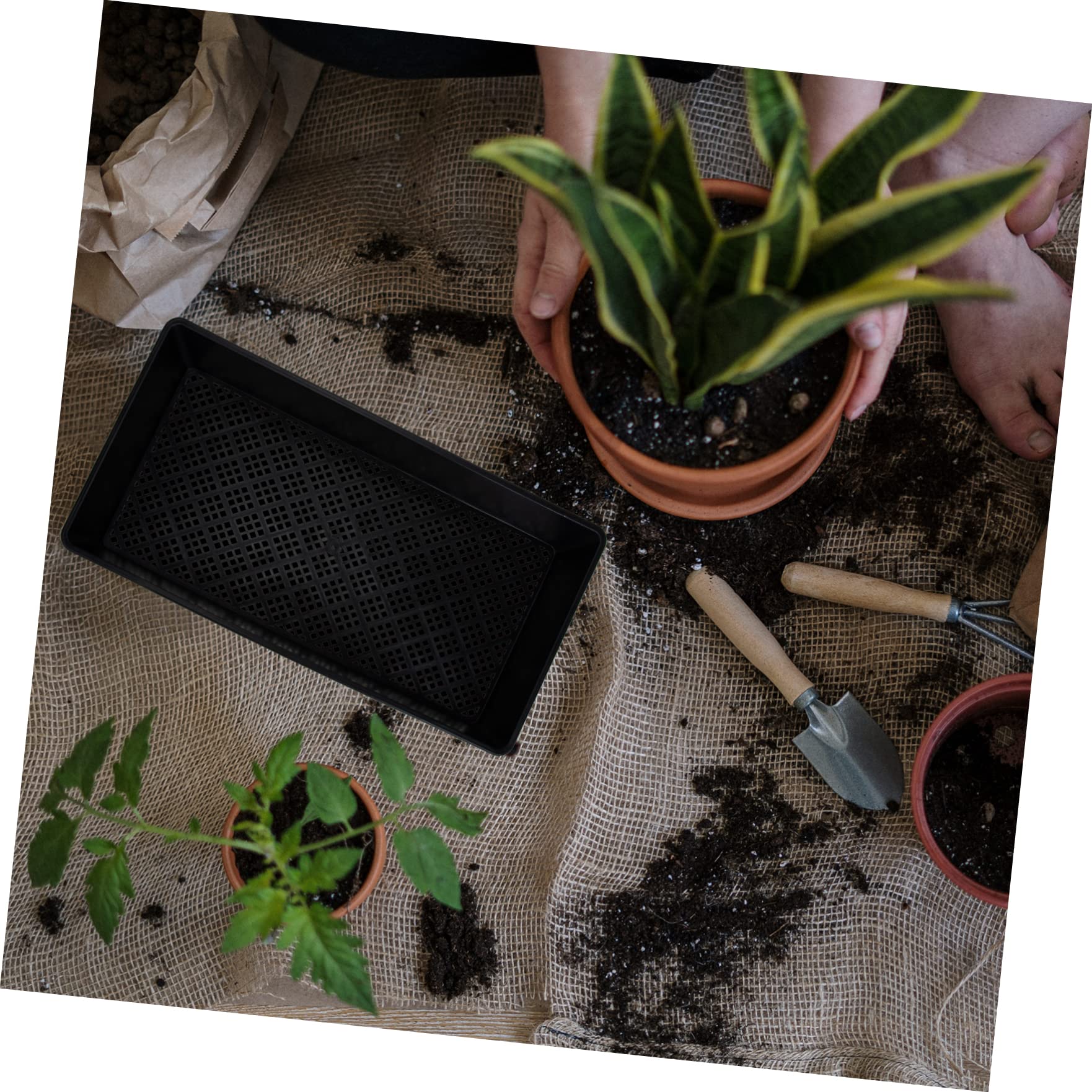DOITOOL 6pièces Plateau de Semis Plaque de Culture pour Micro-pousses Plastique Plateau de Germination de Plantes