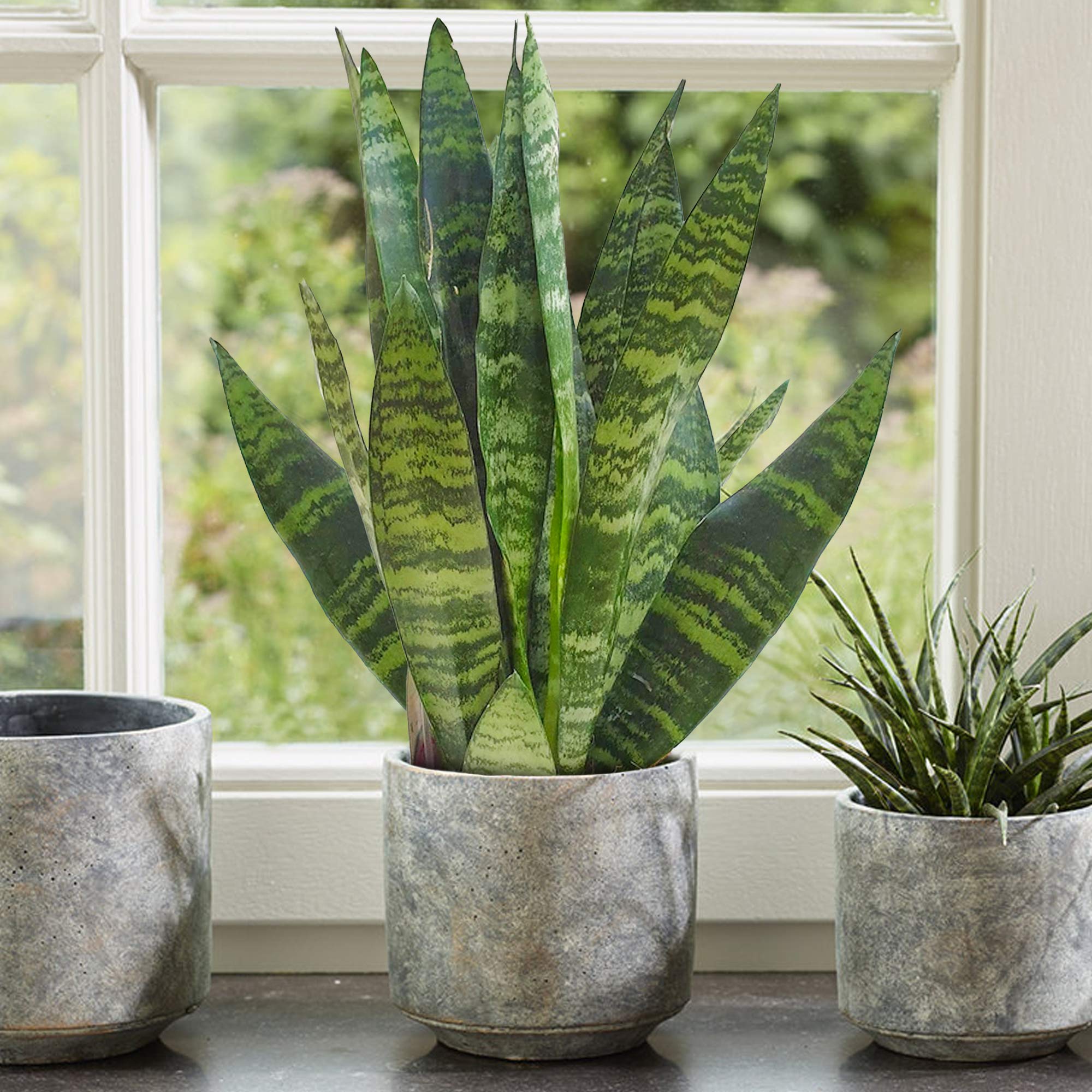 1 x Sansevieria Black Coral - Snake Plant | Ideal Home or Office Potted Plant
