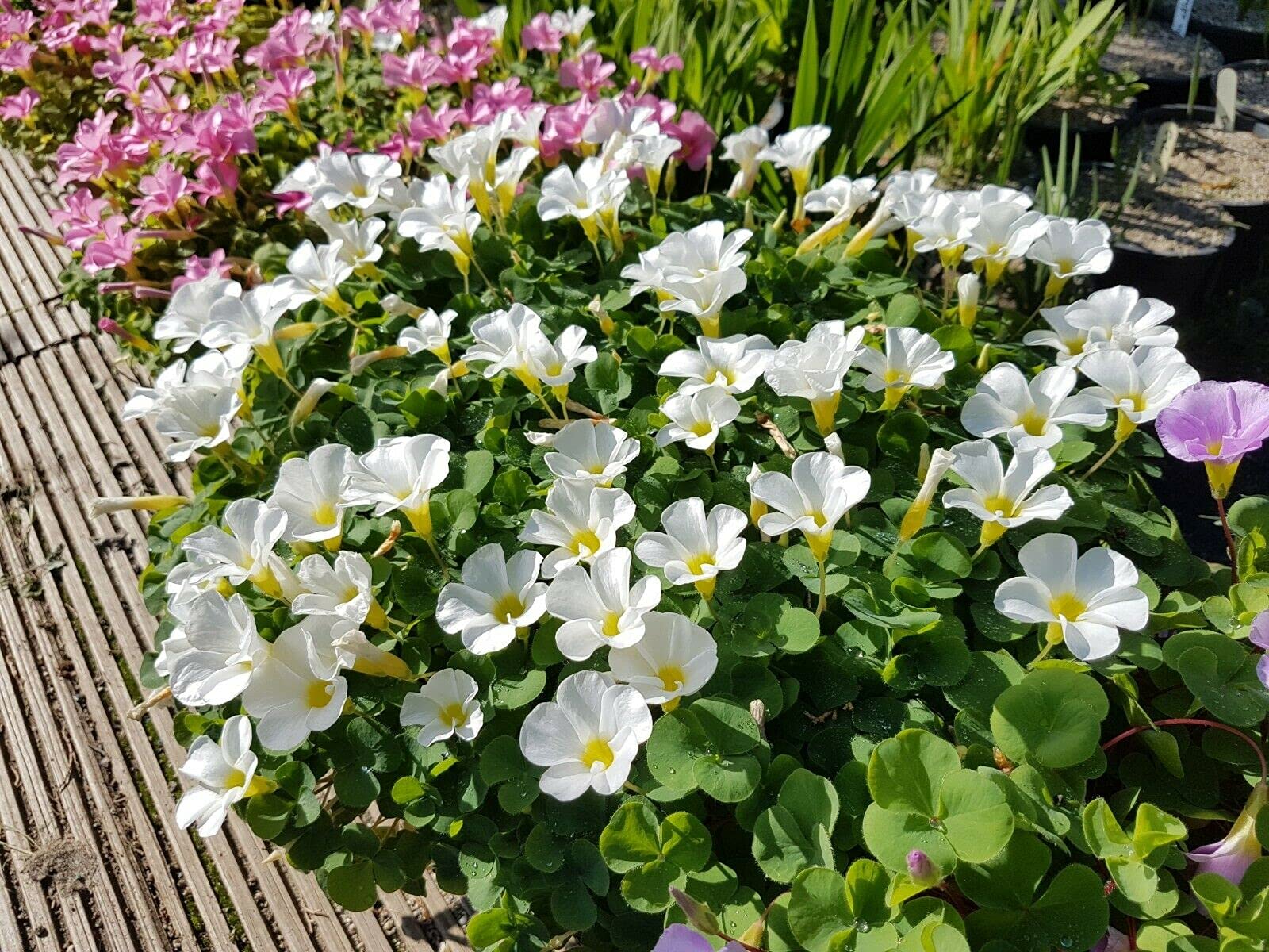 Perché Oxalis versicolor non fiorisce? Comprendere e risolvere i problemi di fioritura