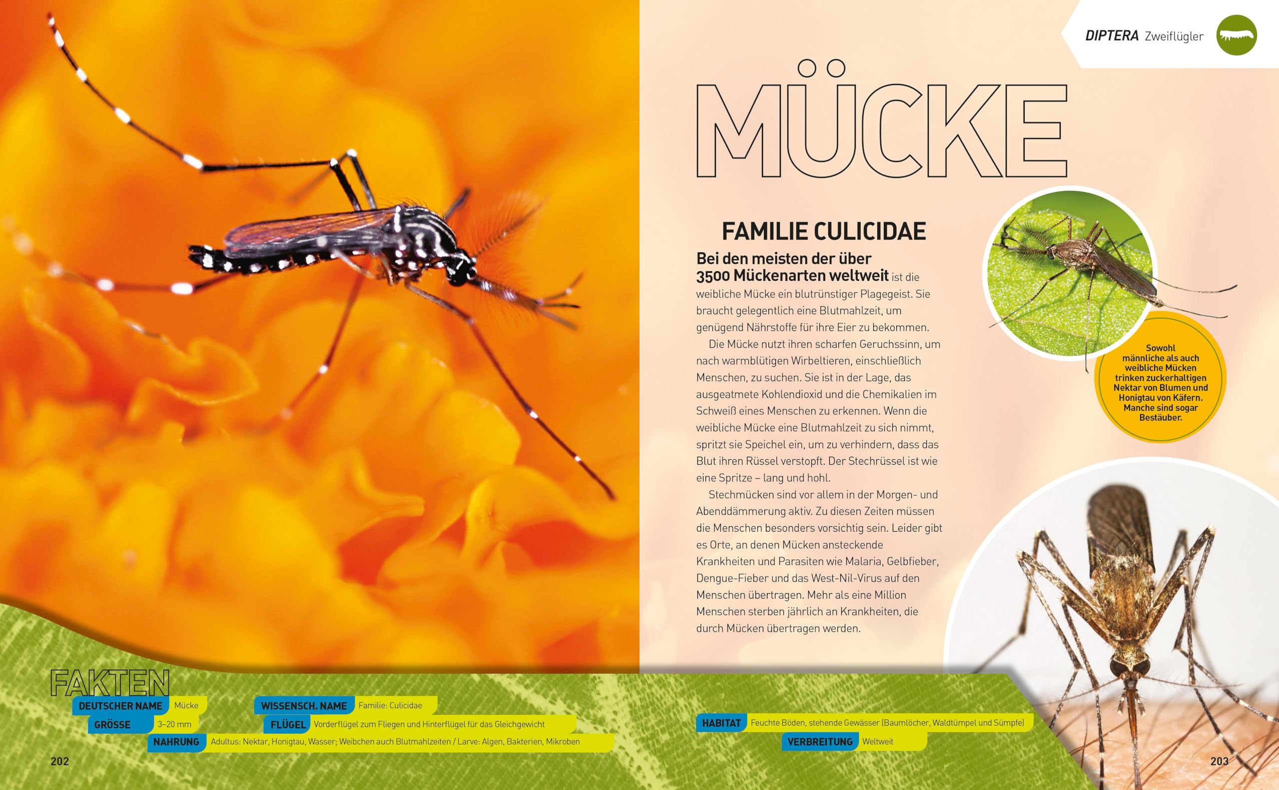 Insekten-Enzyklopädie: Die Wunderwelt von Käfer & Co.: National Geographic Kids