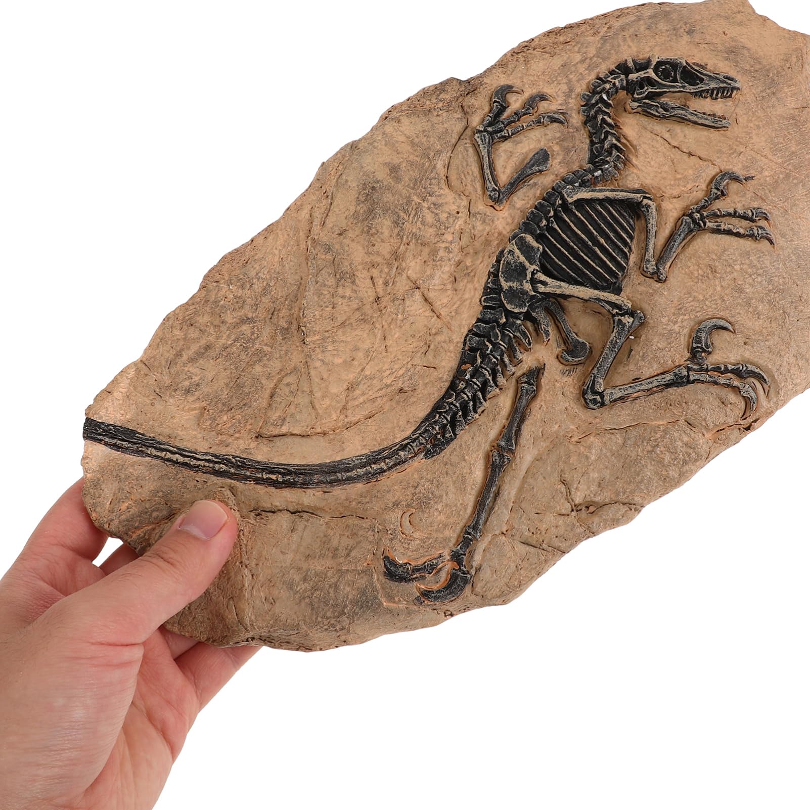 Kisangel Fossile di Dinosauro in Resina per Ragazzo Ragazza, Decorazione Realistica per Compleanno e Festa, Set per Sviluppare Creatività e Simulazione