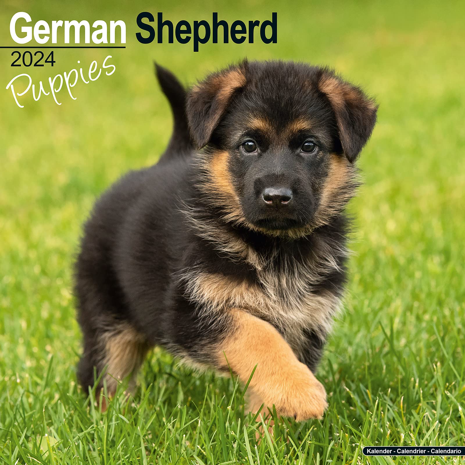 Shepherd Double Coat Jarman Safed Dog Buy Olx German