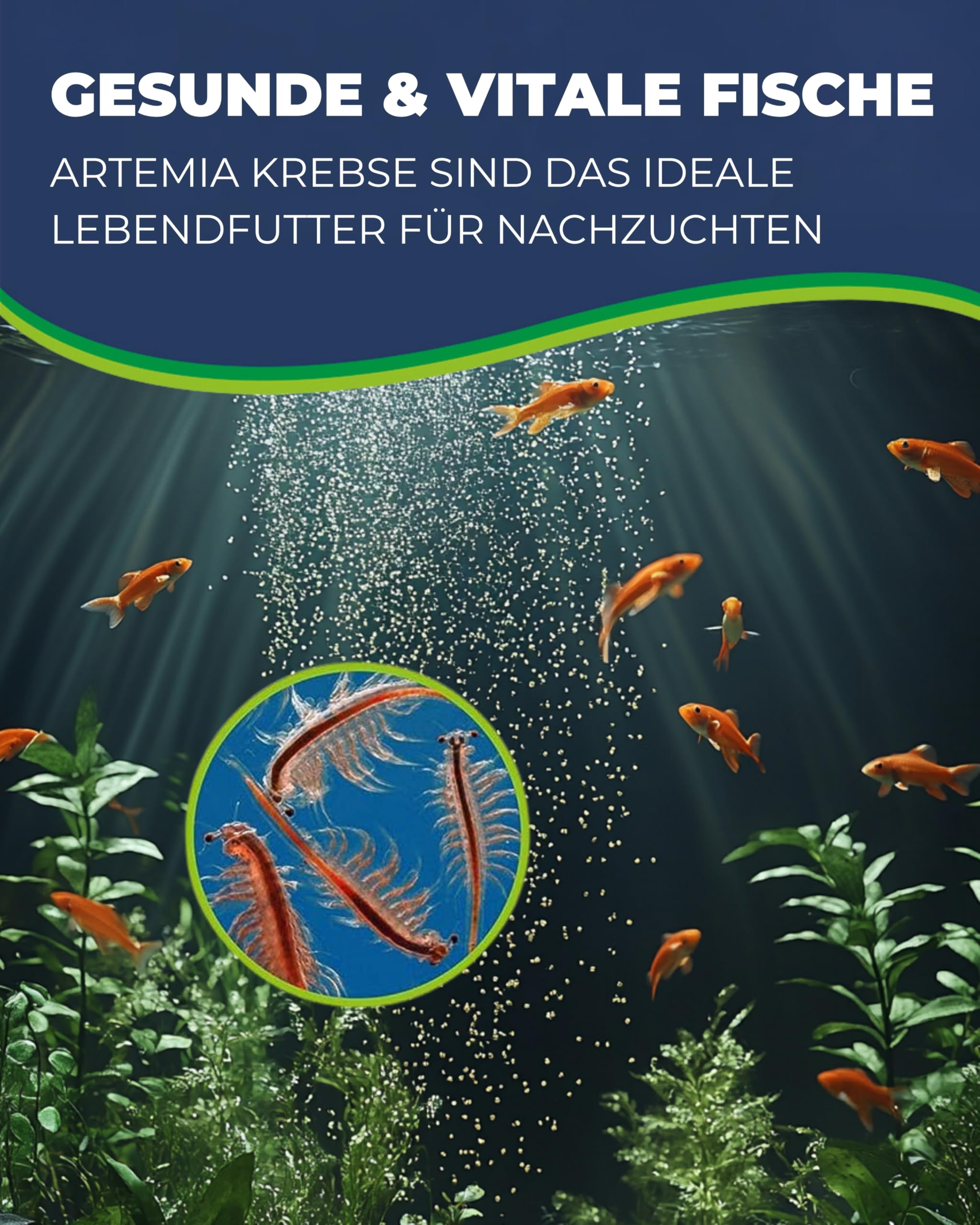 Hobby Artemia Incubator-Set