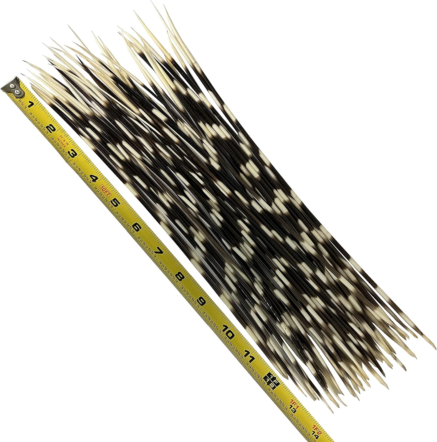 Nautical Beach Decor African Porcupine Quills 12-14 inch | 10 Pieces (Natural Bone) - Jewelry - Crafting - Art