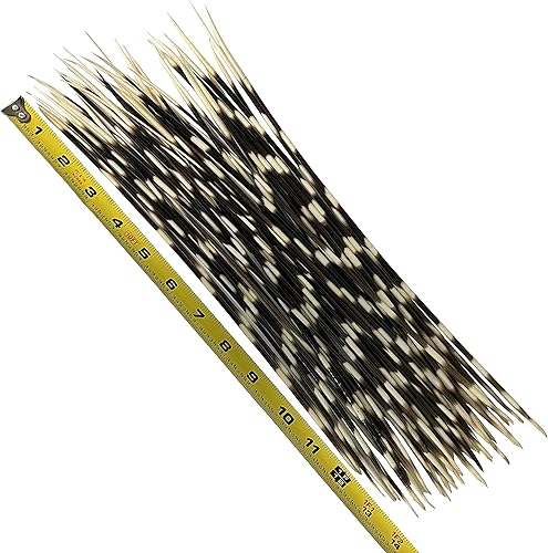 Alfileres de puercoespín africano de 12 a 14 pulgadas  10 piezas (hueso natural) - Joyería - Artesanía - Arte