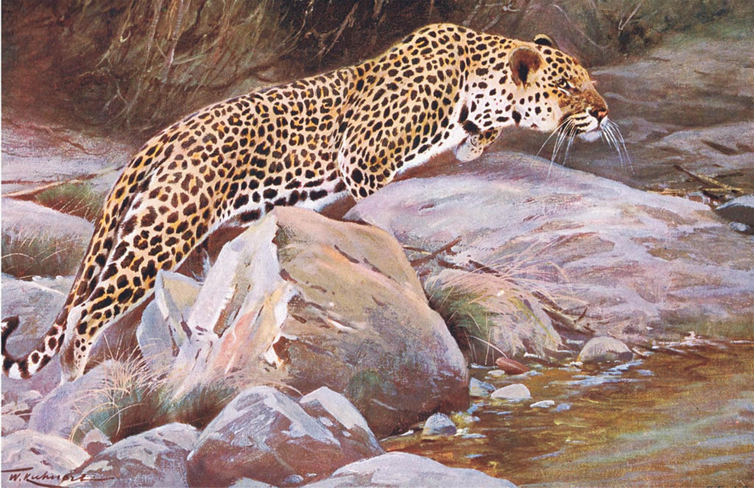 POSTERIIk Famous Animal Posters Vintage Picture Leopard From Wildlife of the World by Wilhelm Kuhnert Modern Wall Decor for Home Decor 60x90cm
