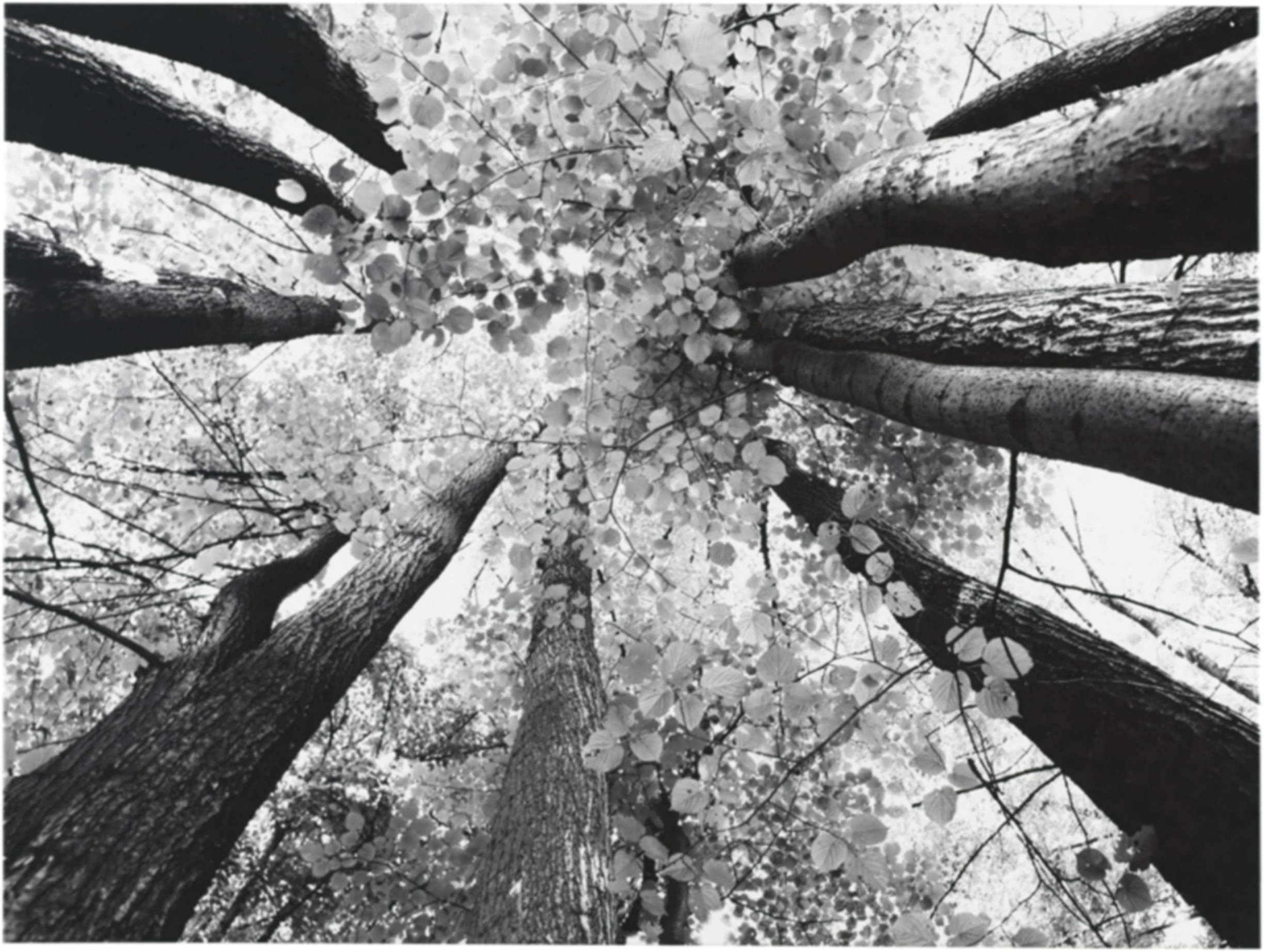 Signature Design by Ashley Ananya Modern Tree Design Canvac Wall Art, 48 x 36, Black & White