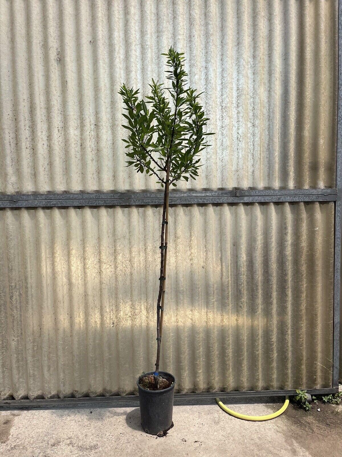 Piante di Mandorlo, 2/3 anni, innestate H150cm, in varietà (Avijor)