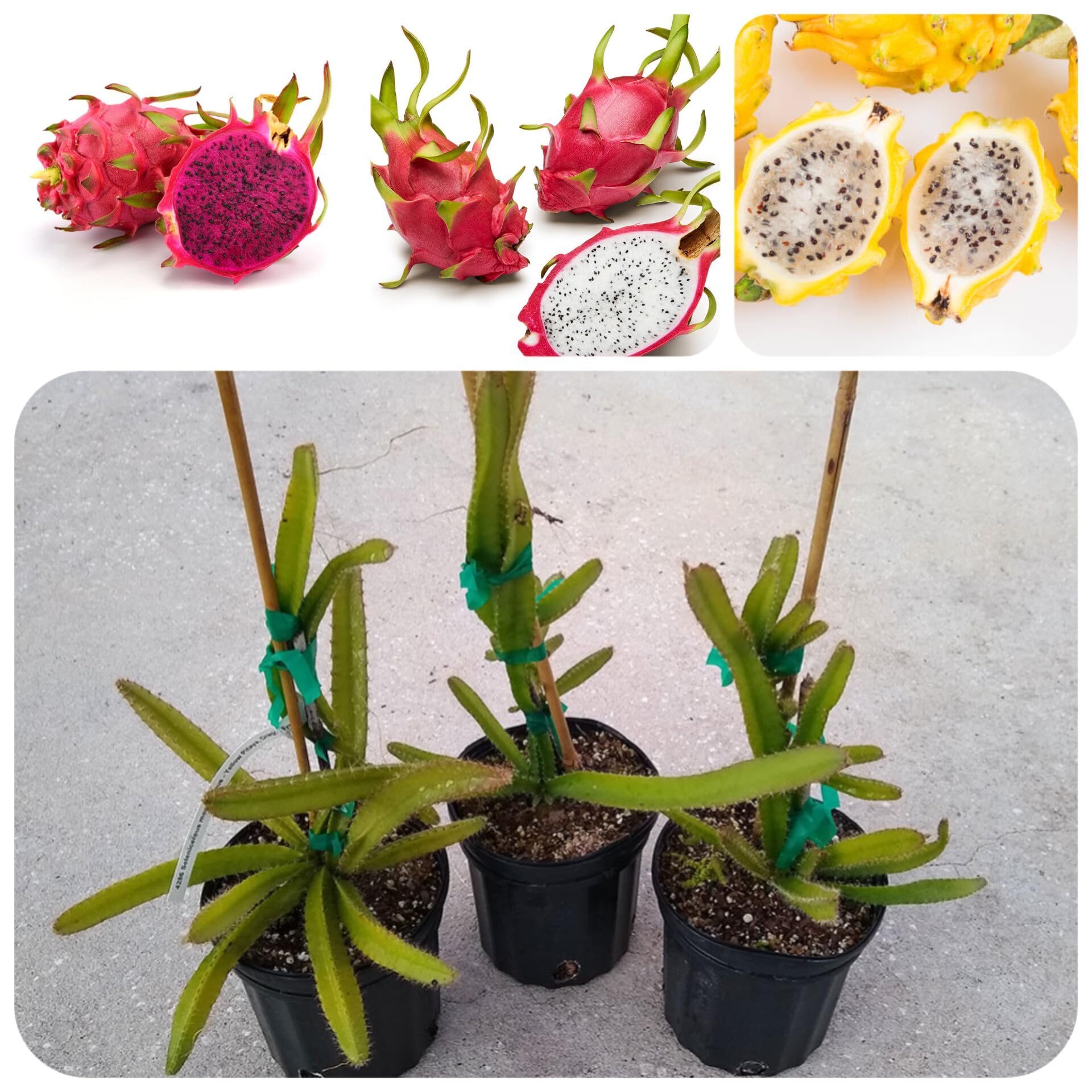 Dragon fruit live plant grafted || live grafted plant for dragon fruit pack of 3 (B0CJR7HHQ9) Amazon Price History, Amazon Price Tracker