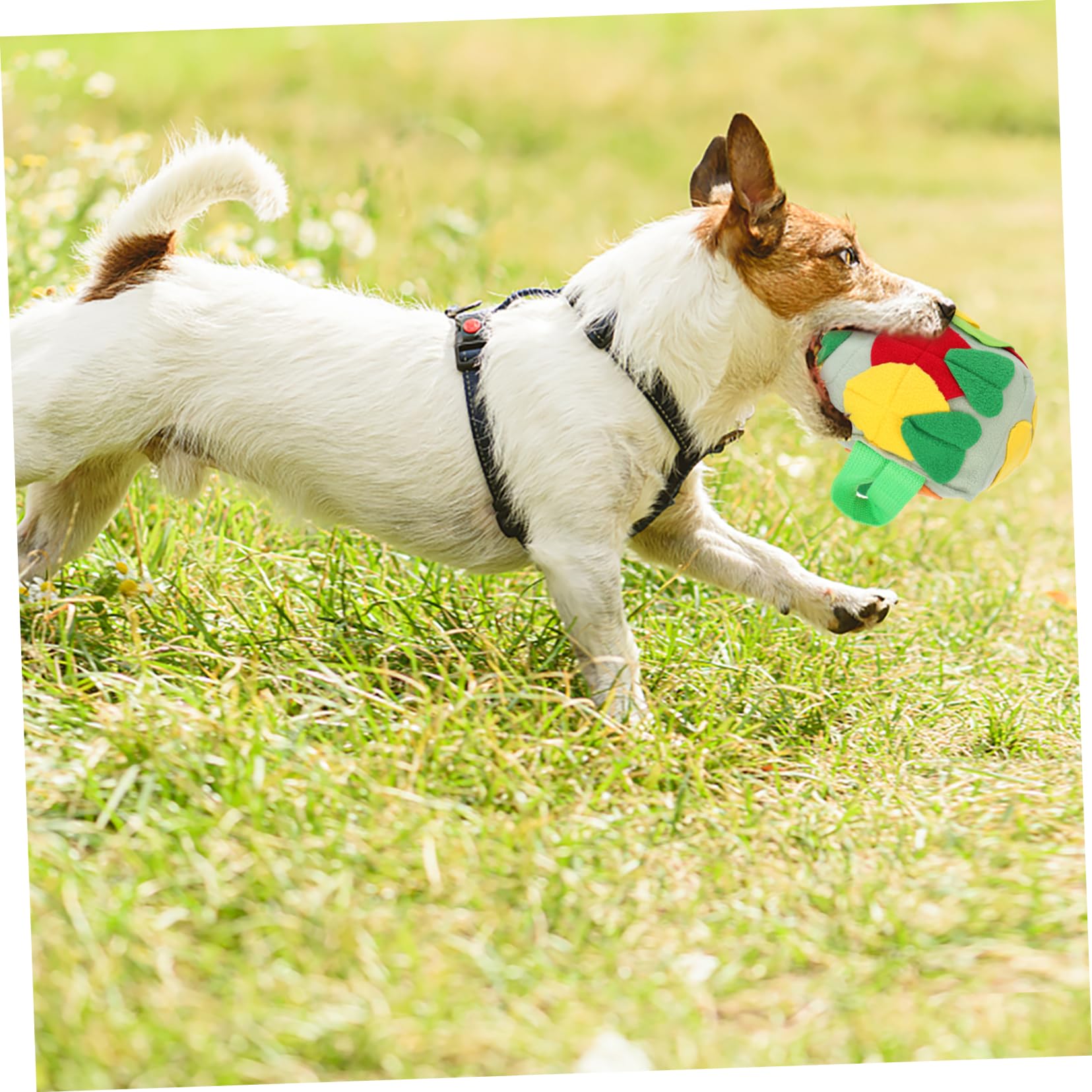 Beavorty 3stücke Hund Schnüffelball Futterspender Für Interaktive Fütterung Kauspielzeug Vermeidung Von Übergewicht Spielzeug Für Haustiere Fördert Langsames Fressen Und Geistige