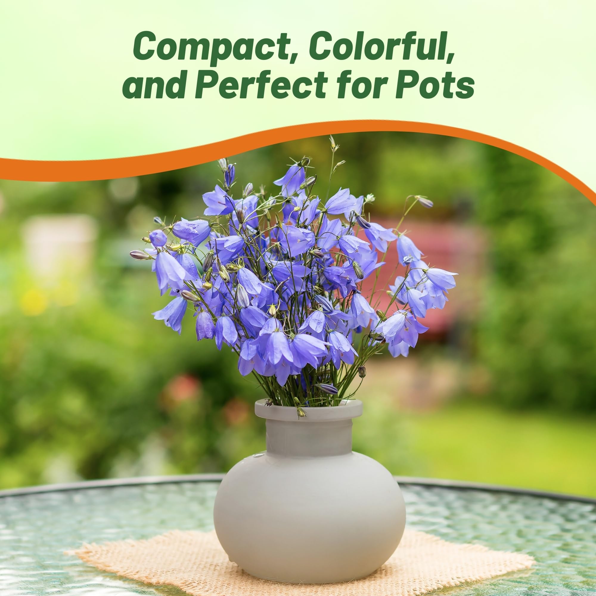 Amazon.com : Outsidepride Carpatica Blue Bellflower Seeds