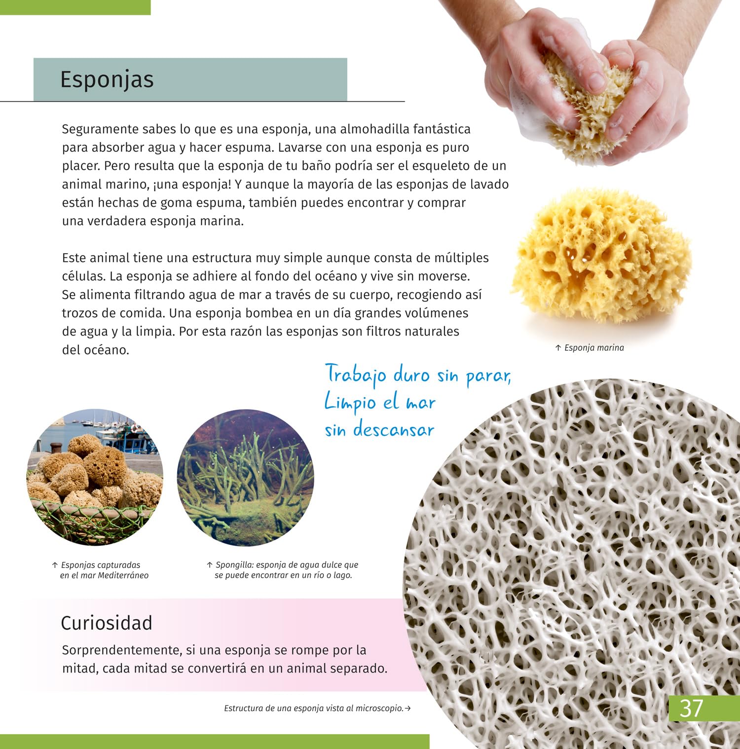 Mondo Invisibile. Libro Educativo Su Biologia, Microscopia e Mondo Microscopico per Bambini e Ragazzi di Elementari e Medie, Copertina Morbida (Edizione Spagnola)