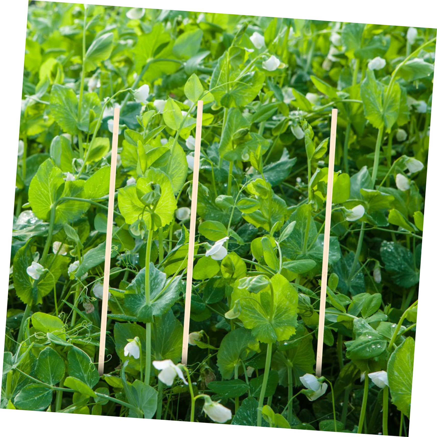 UKCOCO 4 Ensembles Tuteurs De Plantes Lot de Supports pour Plantes Grimpantes Fleurs pour Intérieur Extérieur Stabilité Saine 20 Pièces * 4
