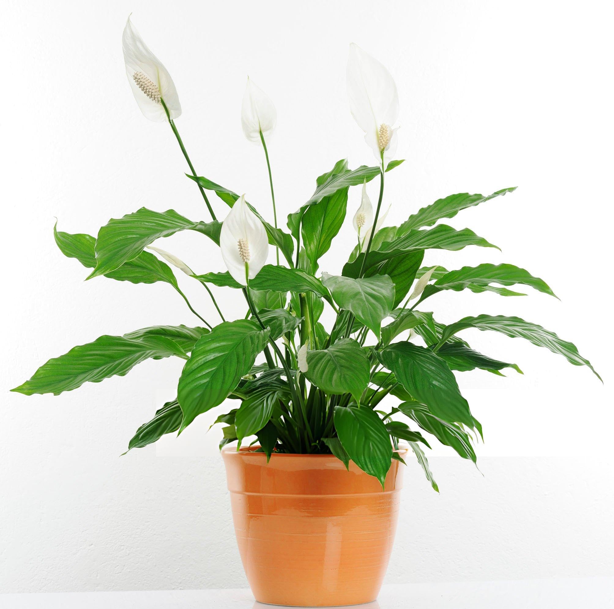 Peace Lily Spathiphyllum Indoor Plant Without Pot, Live Plants Without Flower Pots For Indoor Home Living Room Decor (B0D65ZJ51D) Amazon Price History, Amazon Price Tracker