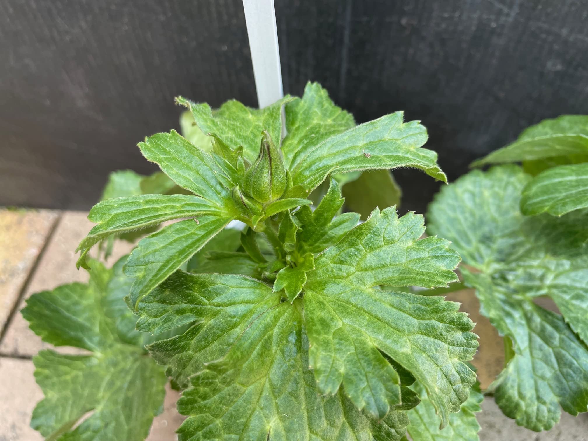 Amazon.co.jp: ネットでも非常に希少なレア品種 【ラナンキュラス