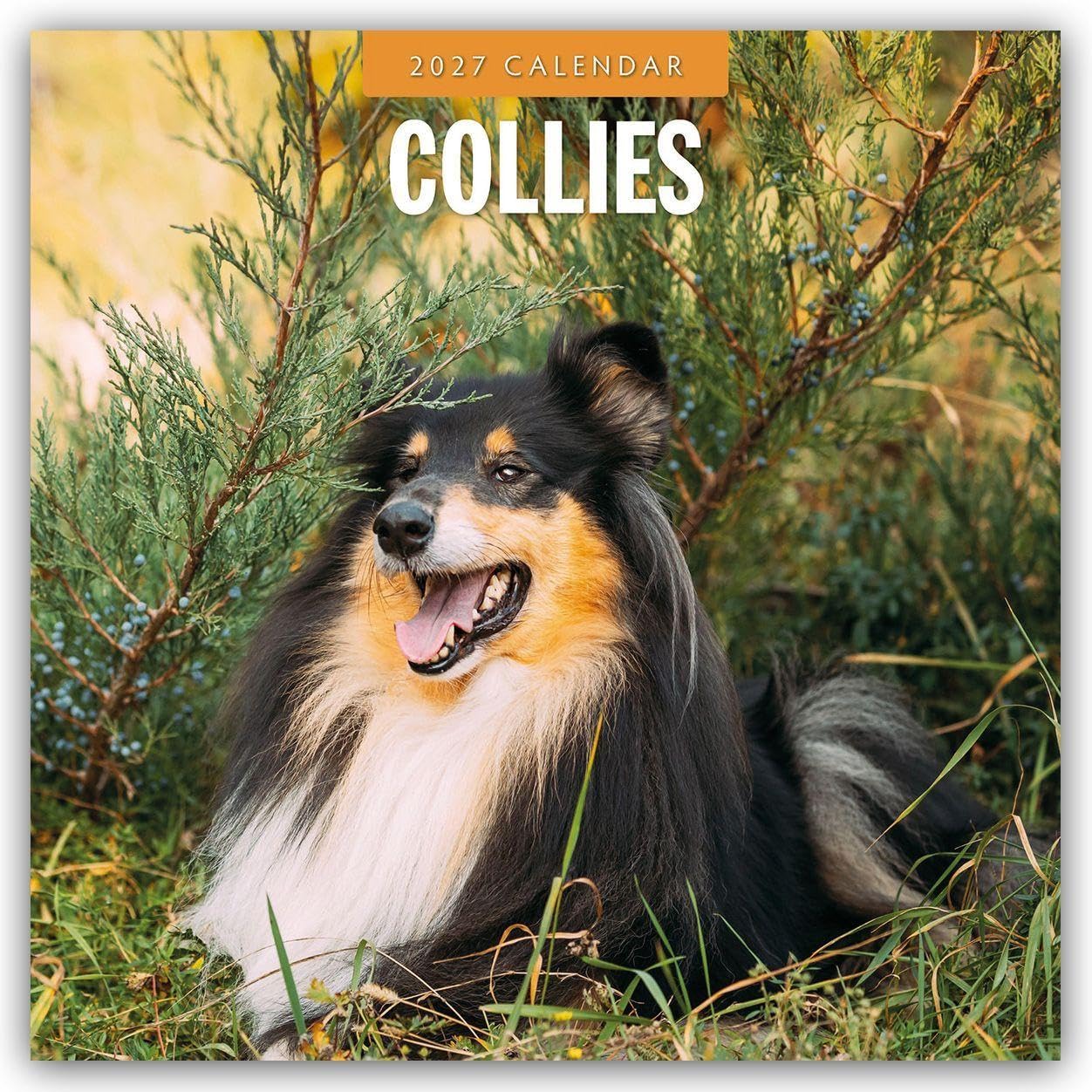 Collies 2027 Square Wall Calendar: Original Red Robin Publishing Ltd-Kalender [Mehrsprachig] [Kalender]