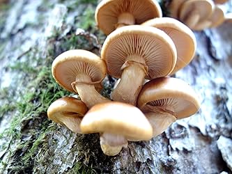 お客様イメージ、クリックしてカスタマーレビューを開く