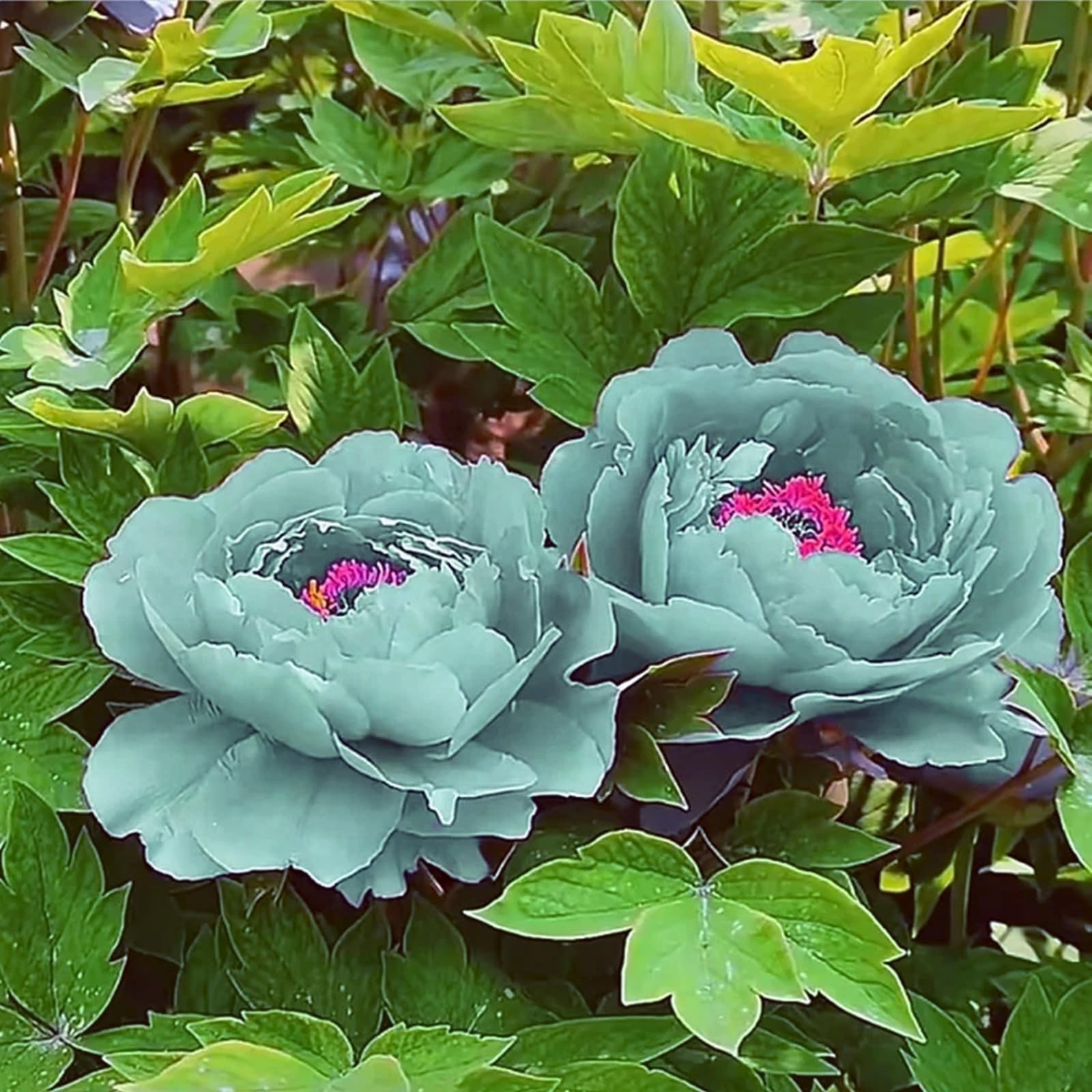Peony Bulbs - Hardy Perennial Flower Bulbs for Garden, Professional Planting with Brilliant Blooms, Easy to Grow, Outdoor Cottage Garden Displays-5 Bulbs-A โ image 1