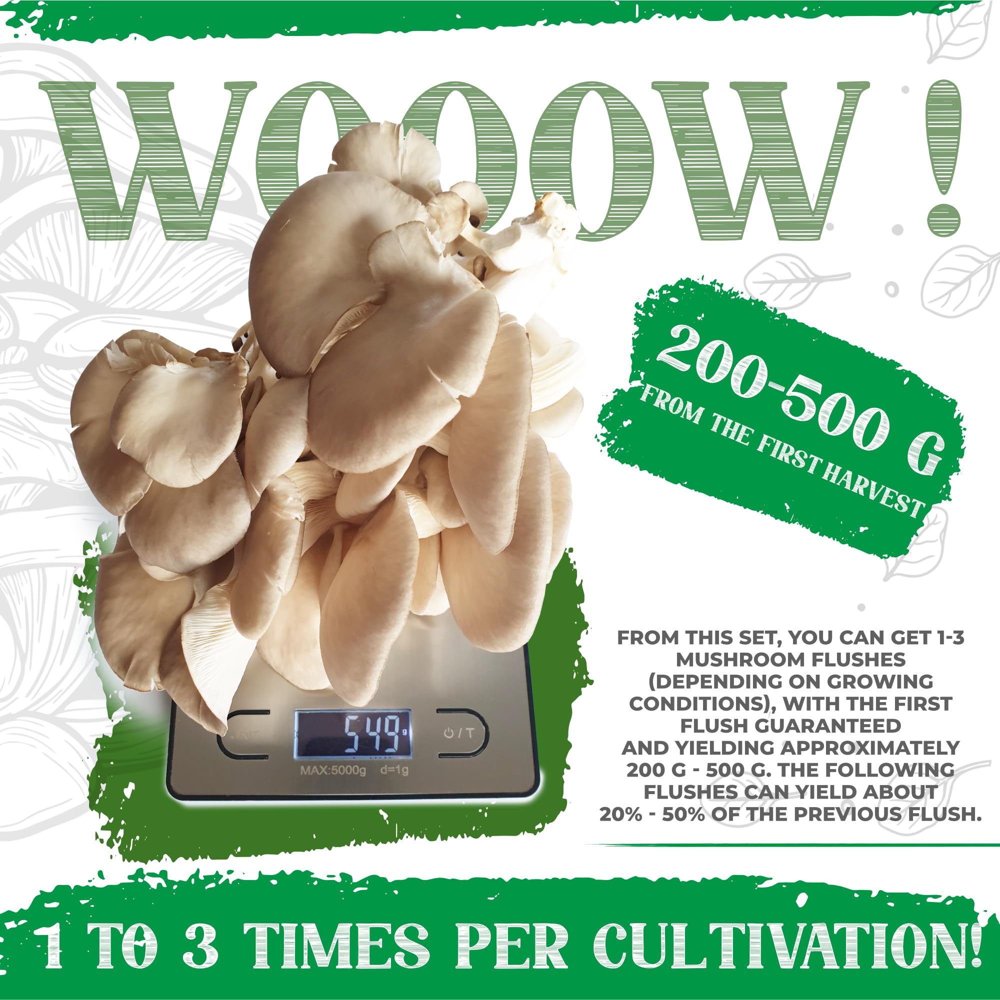 Kit de culture de champignons | champignons frais à tout moment | Cultiver des pleurotes sans connaissance préalable | Arôme parfait des champignons nobles | Guide de culture facile à comprendre