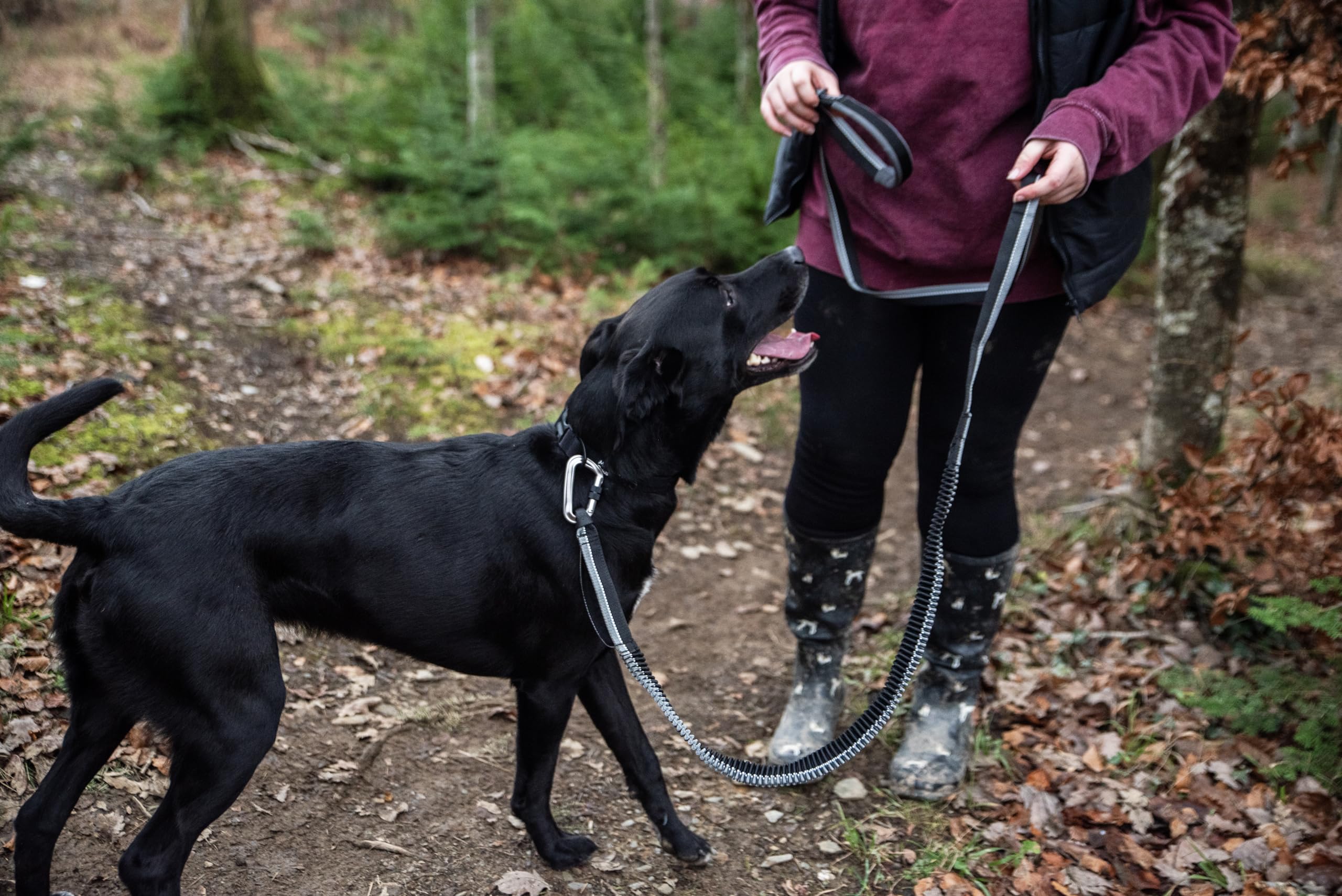 Mountain Paws Laisse de Course pour Chien | À Main ou à la Taille avec poignée en néoprène Doux 1,4 m