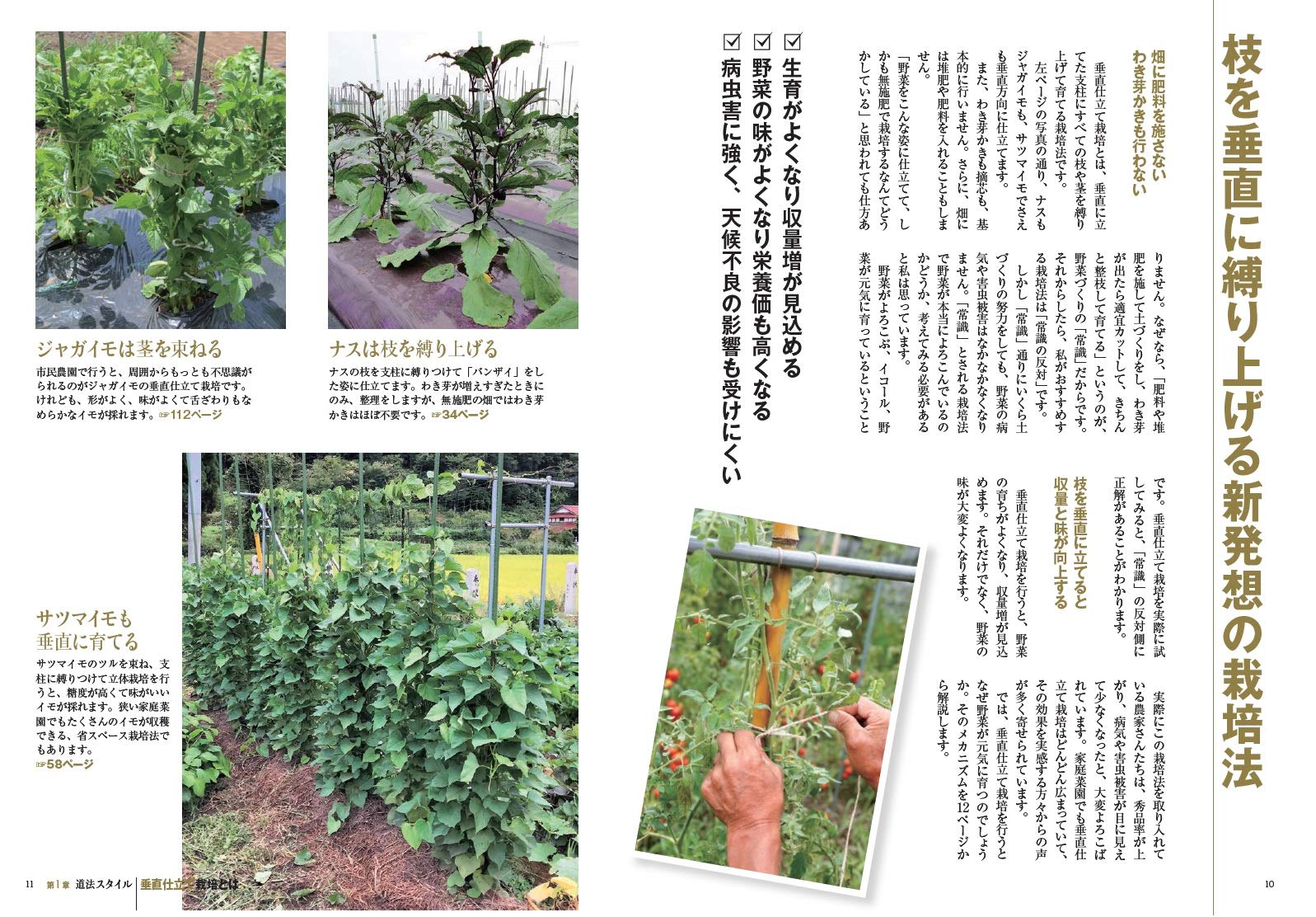 道法スタイル 野菜の垂直仕立て栽培 正徳 道法 配送料無料