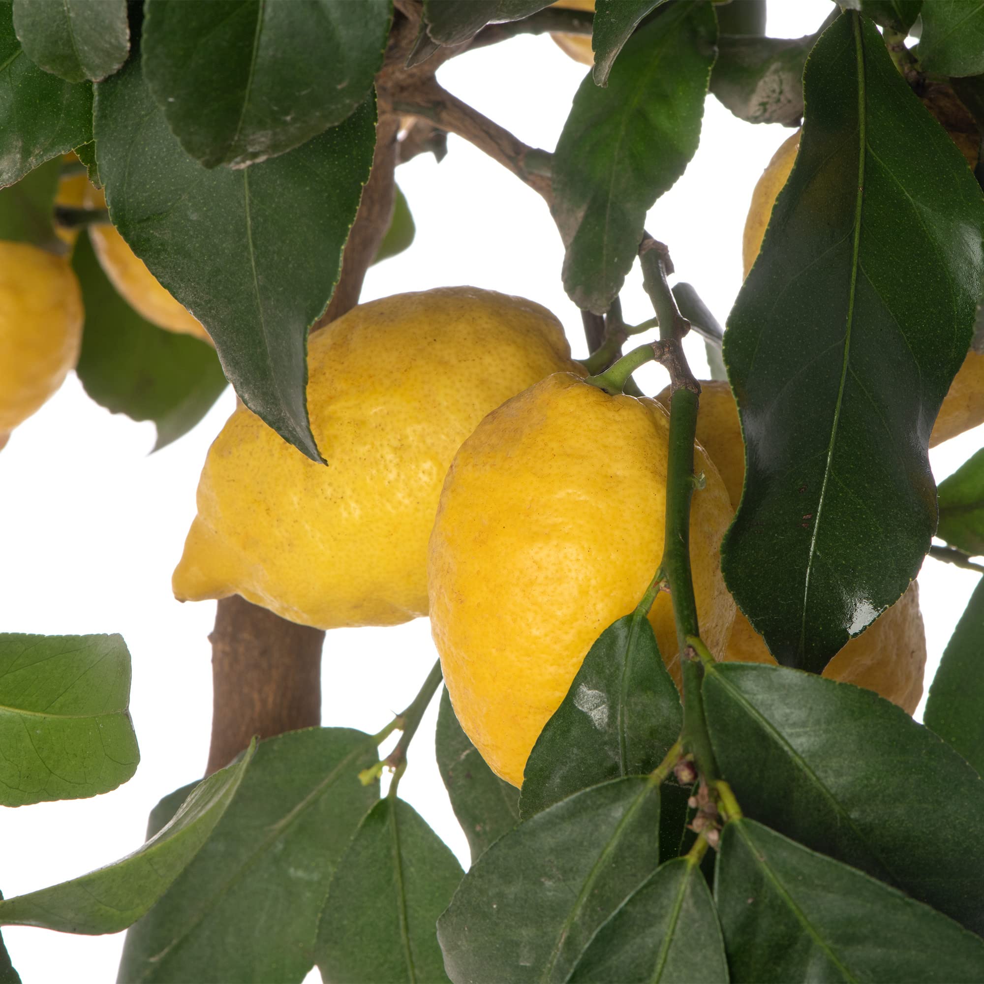 Großer Zitronenbaum - Züchte dein eigenes Obst zu Hause im Innen- oder Außenbereich.
