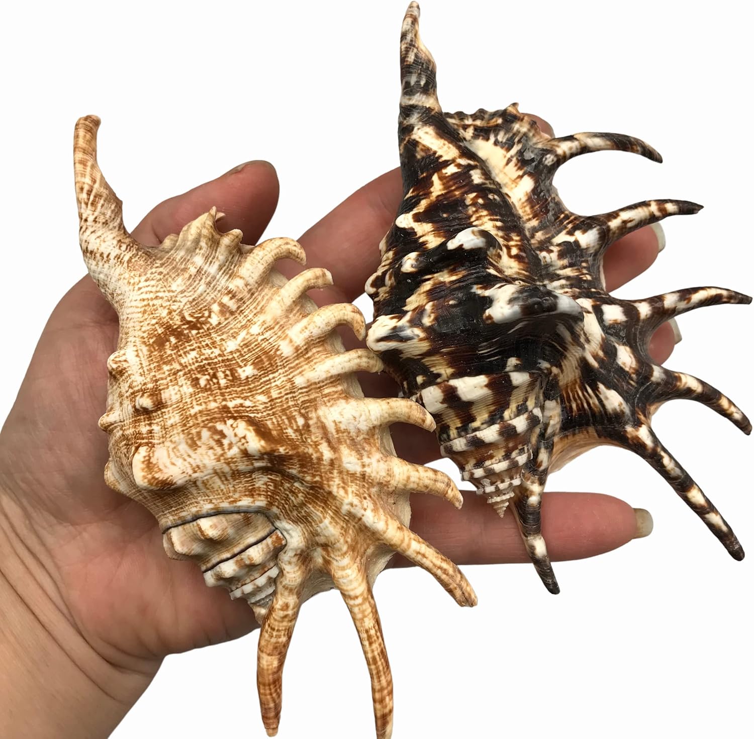 Amazon.com: PEPPERLONELY 2PC Rooster-Tail Conch Sea Shells, 5 Inch ~6 ...