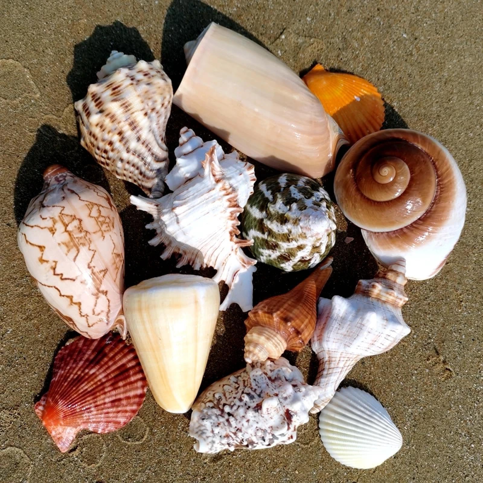 Conchiglie per decorazione, 10 pezzi di conchiglie naturali per acquario, eremita, granchio, materiale per bottiglie, ornamenti per la casa, regalo, 5-12 cm