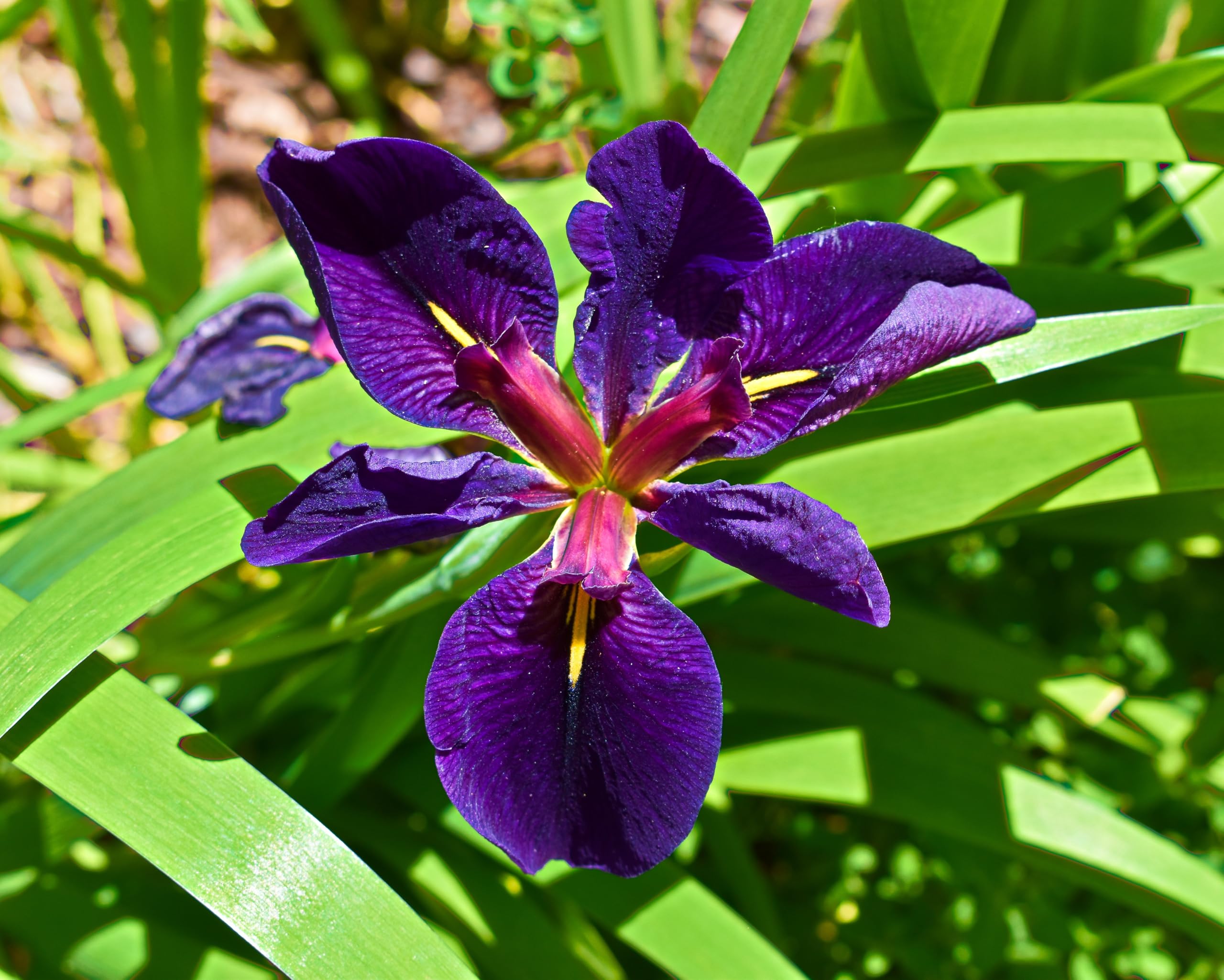 Lincolnshire Pond Plants Ltd - Iris Louisiana 'Black Gamecock' - Marginal Pond Plants - MP052-1 / 3Ltr