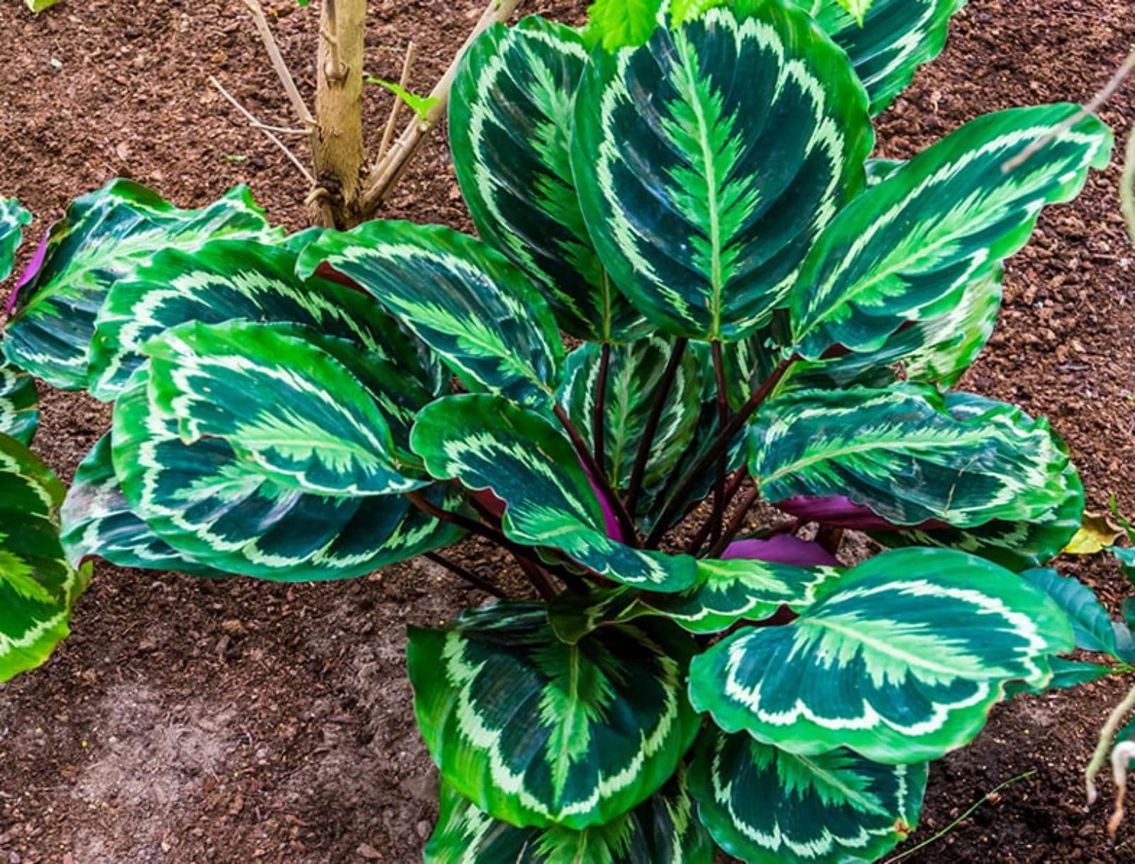 Hosta/Crop for Planting Now UK/Strong Plants That Grow Well/Mix Golden Jade Carving Feels