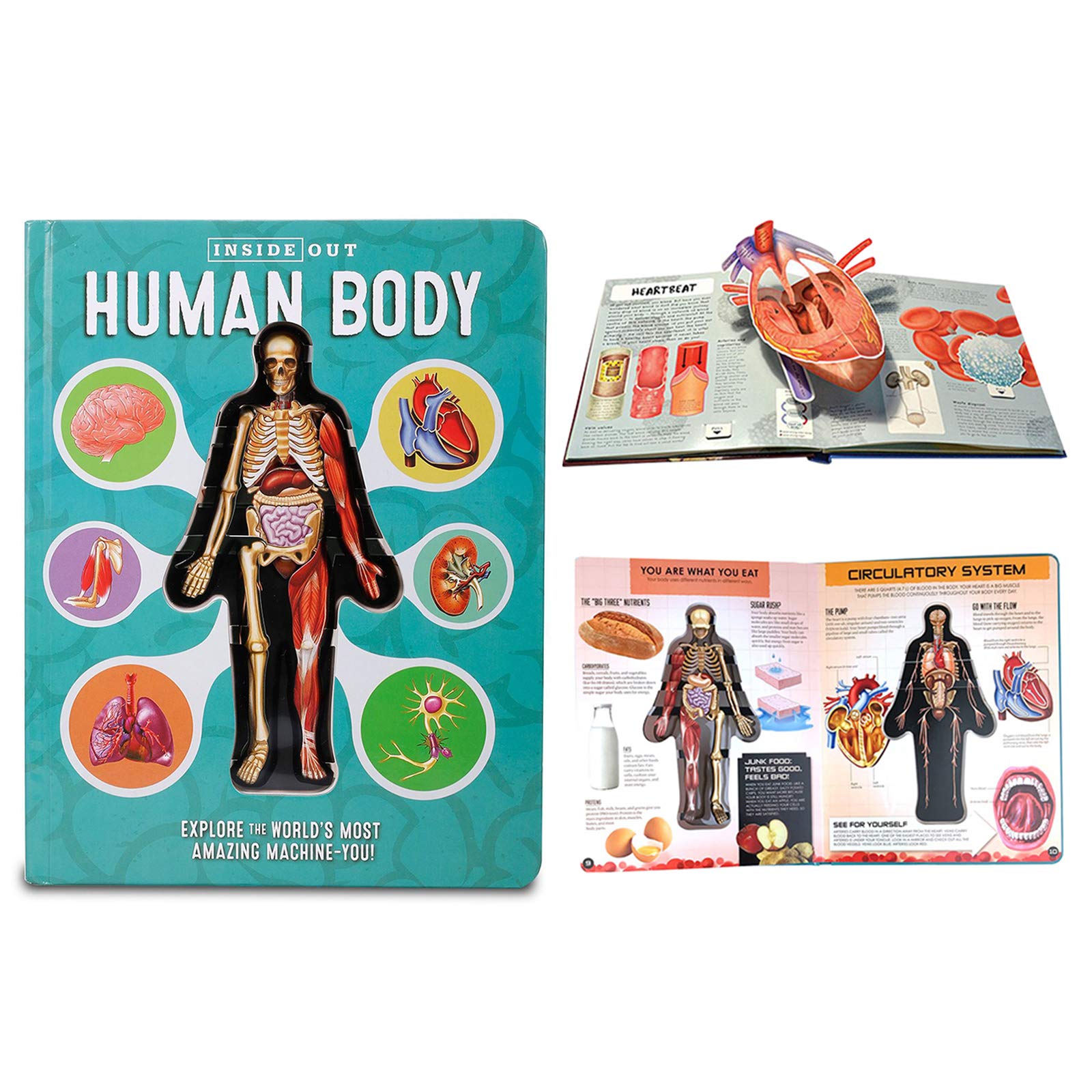 Children Picture Book, Anatomy of The Human Body in English, Popular Science Book, 3D Picture Book, Human Body Structure Knowledge, Early Education Book for Kid Blue & Green
