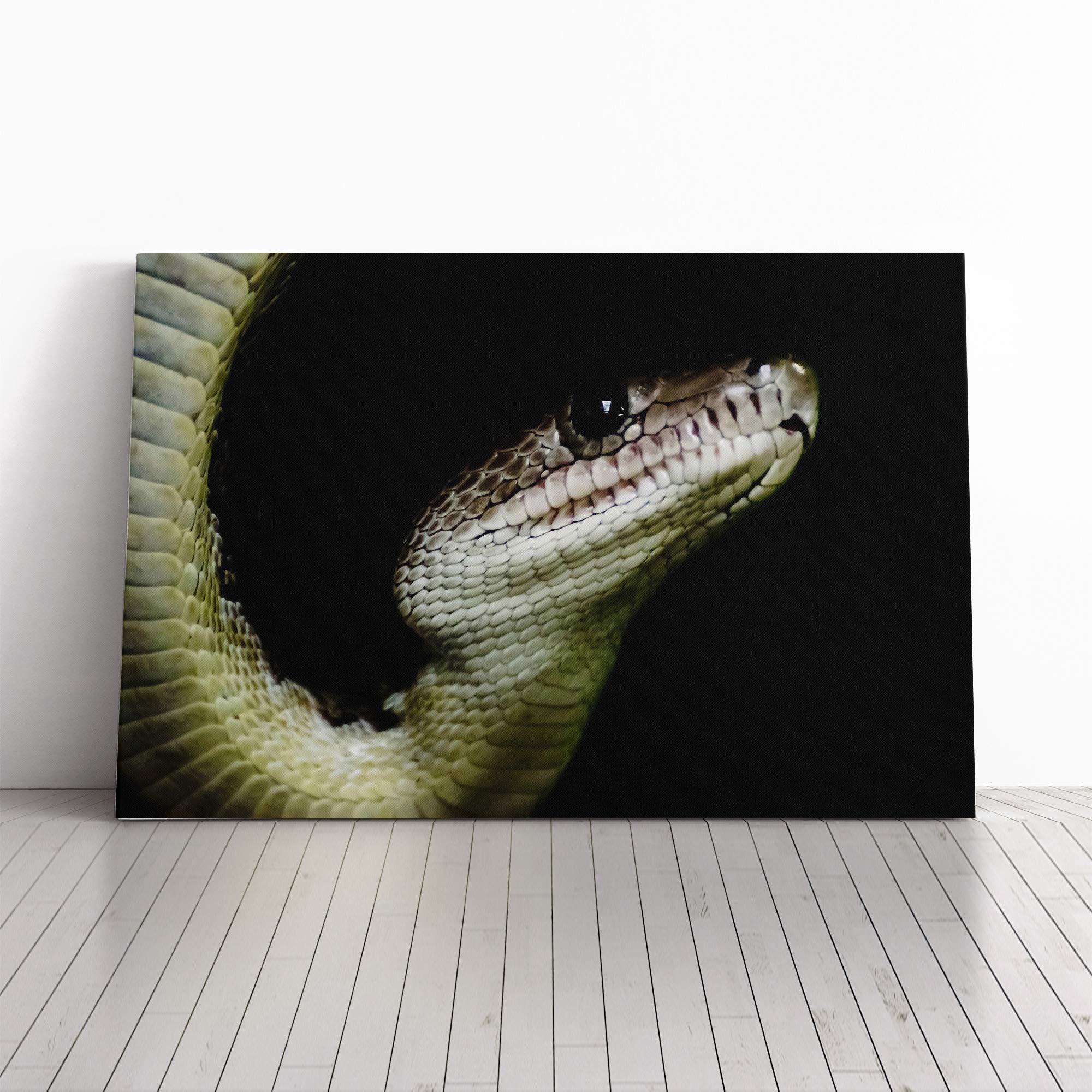 Boa Snake Canvas Print | Gallery Wrapped 30mm Frame Wall Art | 24x16 inches | Ready to Hang | Modern Animals Picture | Living Room Bedroom Lounge Office