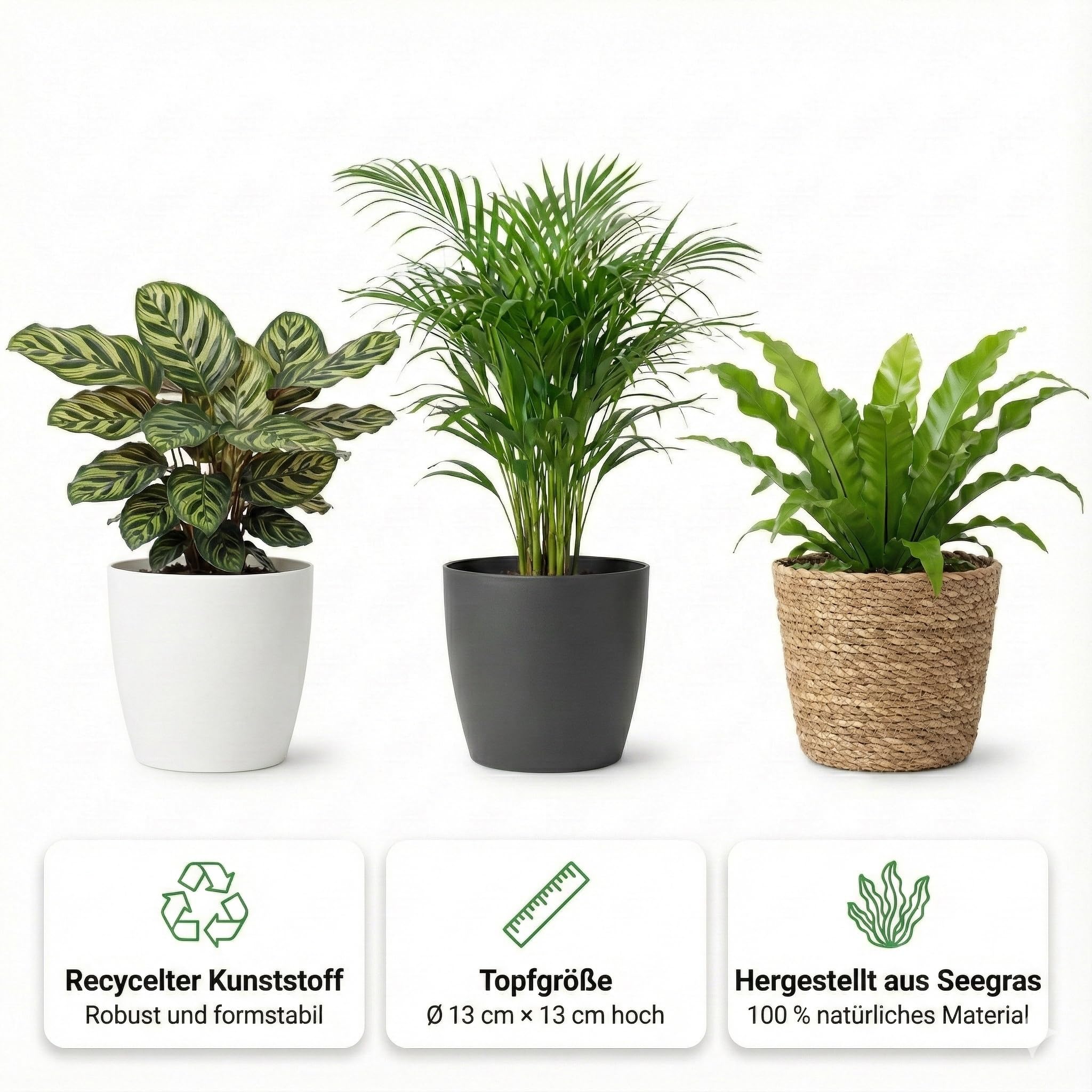 Vdvelde․com - Zimmerpflanzen Set 6 Stück - Tierfreundliche, Luftreinigende & Grüne Zimmerpflanzen - Pflegeleicht in Anthrazit Dekotöpfen - Ø12 cm, Höhe 30-40 cm - Ideal für Büro & Wohnzimmer