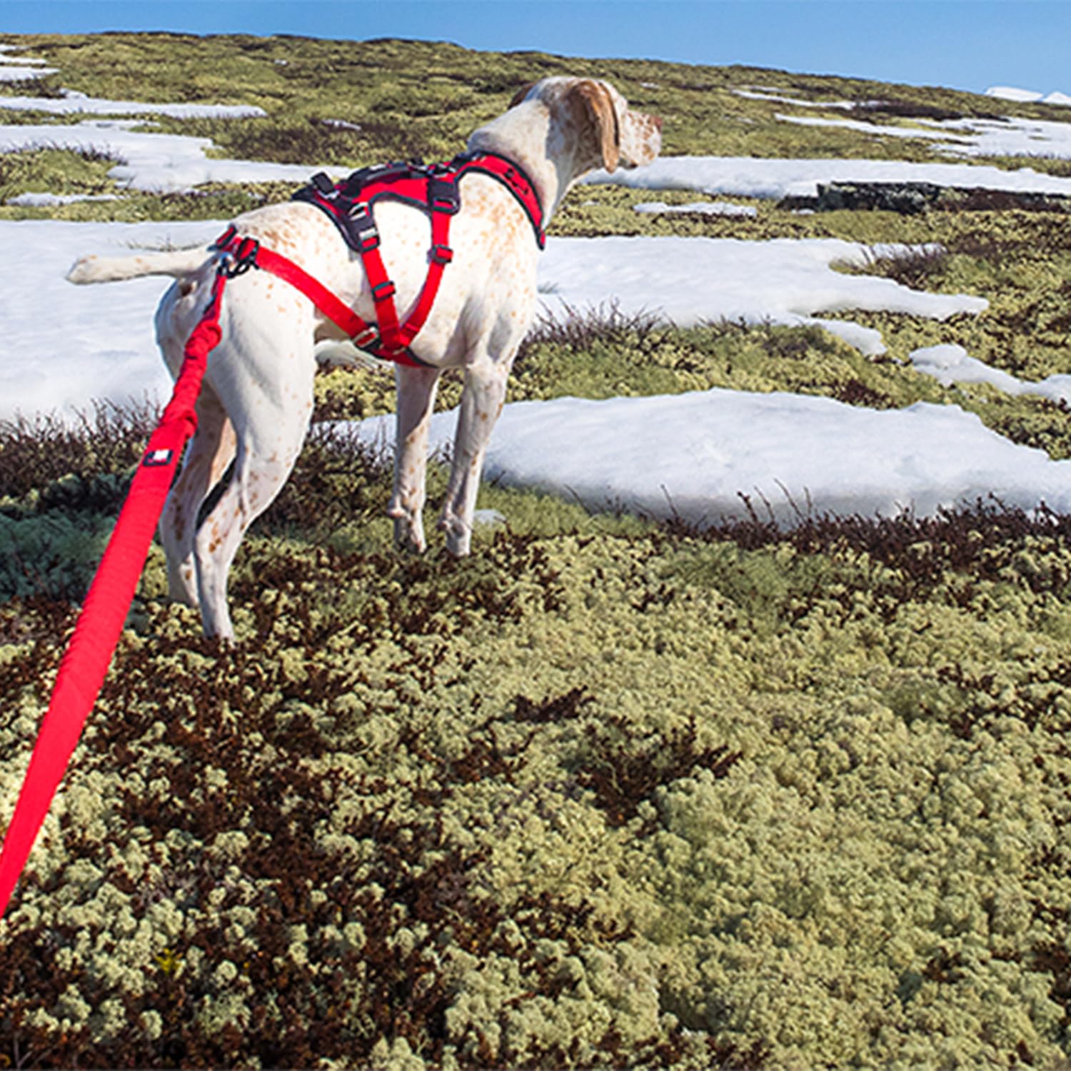 Canicross/Canirando Comfort Trek, Guinzaglio, colore: rosso