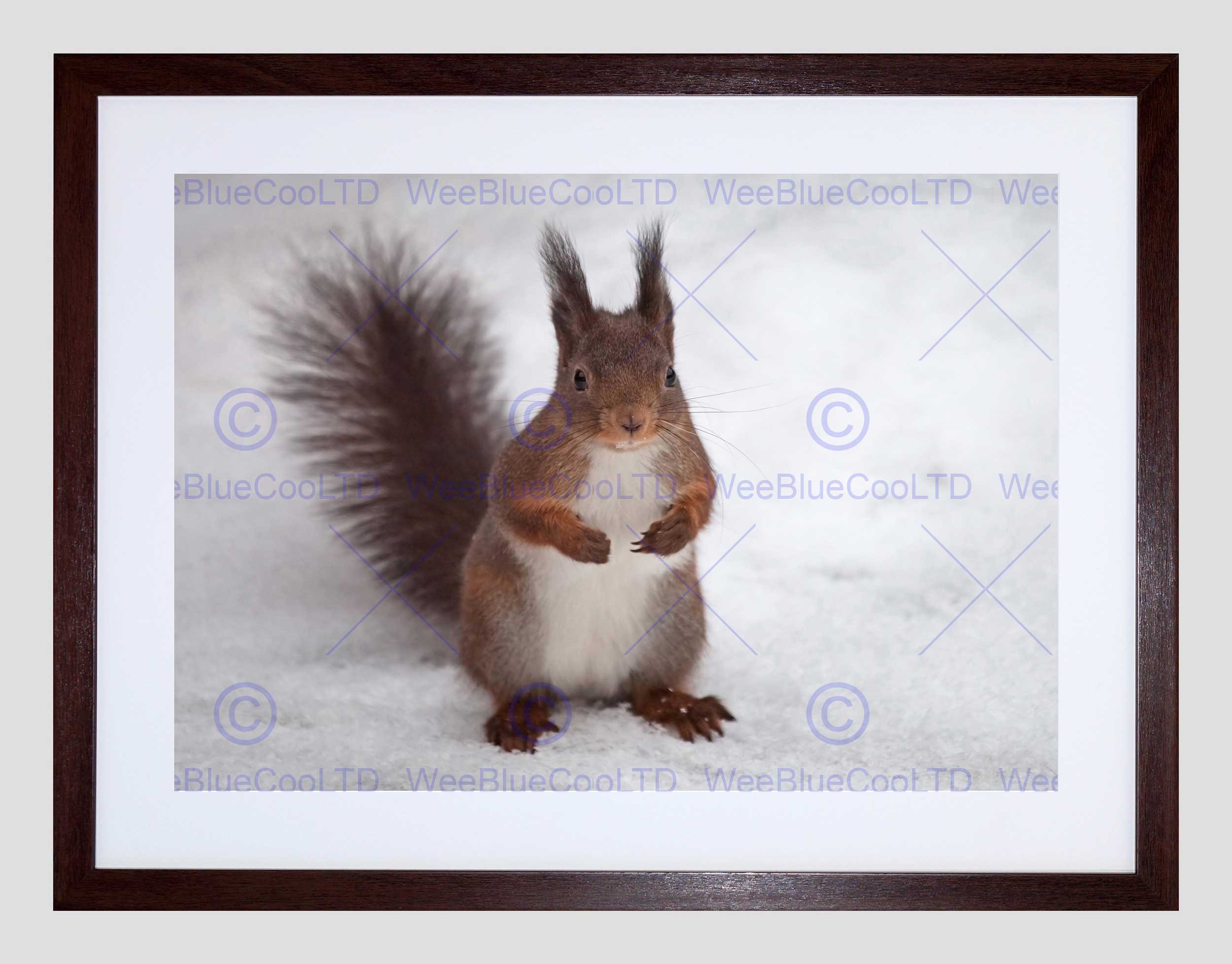 Wee Blue Coo Hungry Squirrel Red Nature Animal Snow Picture Framed Wall Art Print