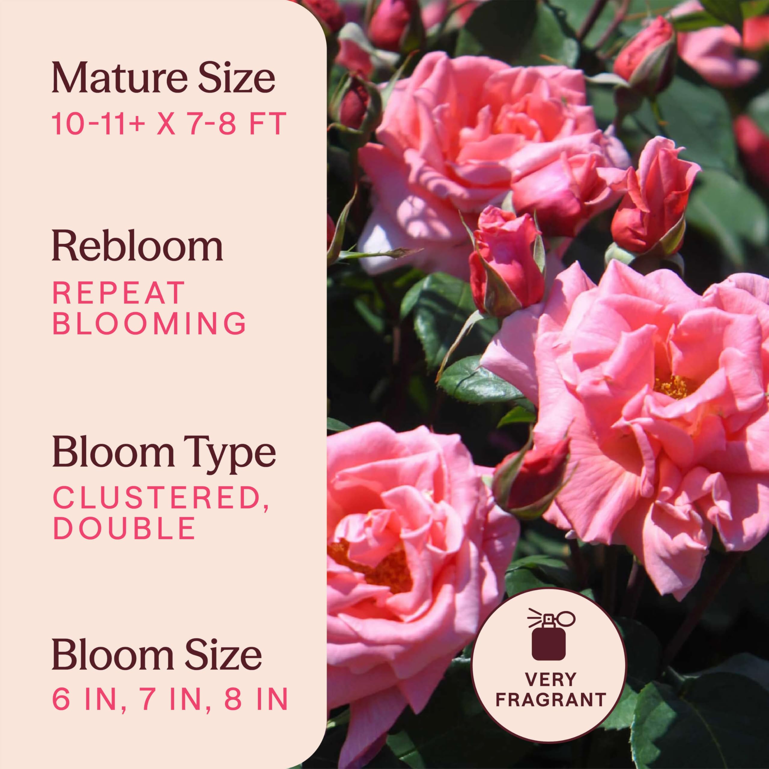 Amazon.com : Heirloom Climbing Roses, Live Own Root Plant for