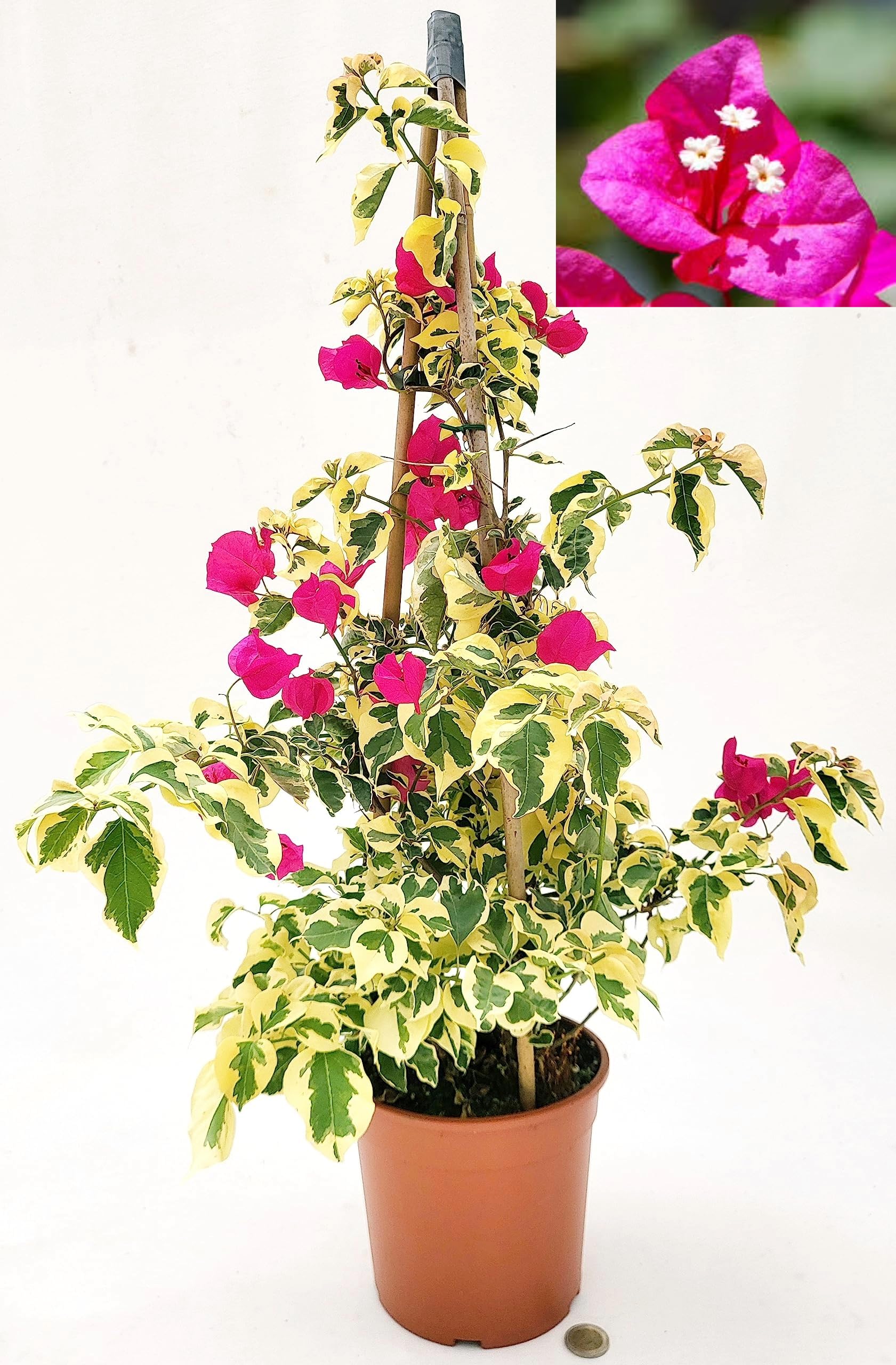 POWERS TO FLOWERS - BOUGAINVILLEA FUCSIA, BUGANVILLEA, pianta vera VARIEGATA, ALTEZZA 70CM, pianta vera