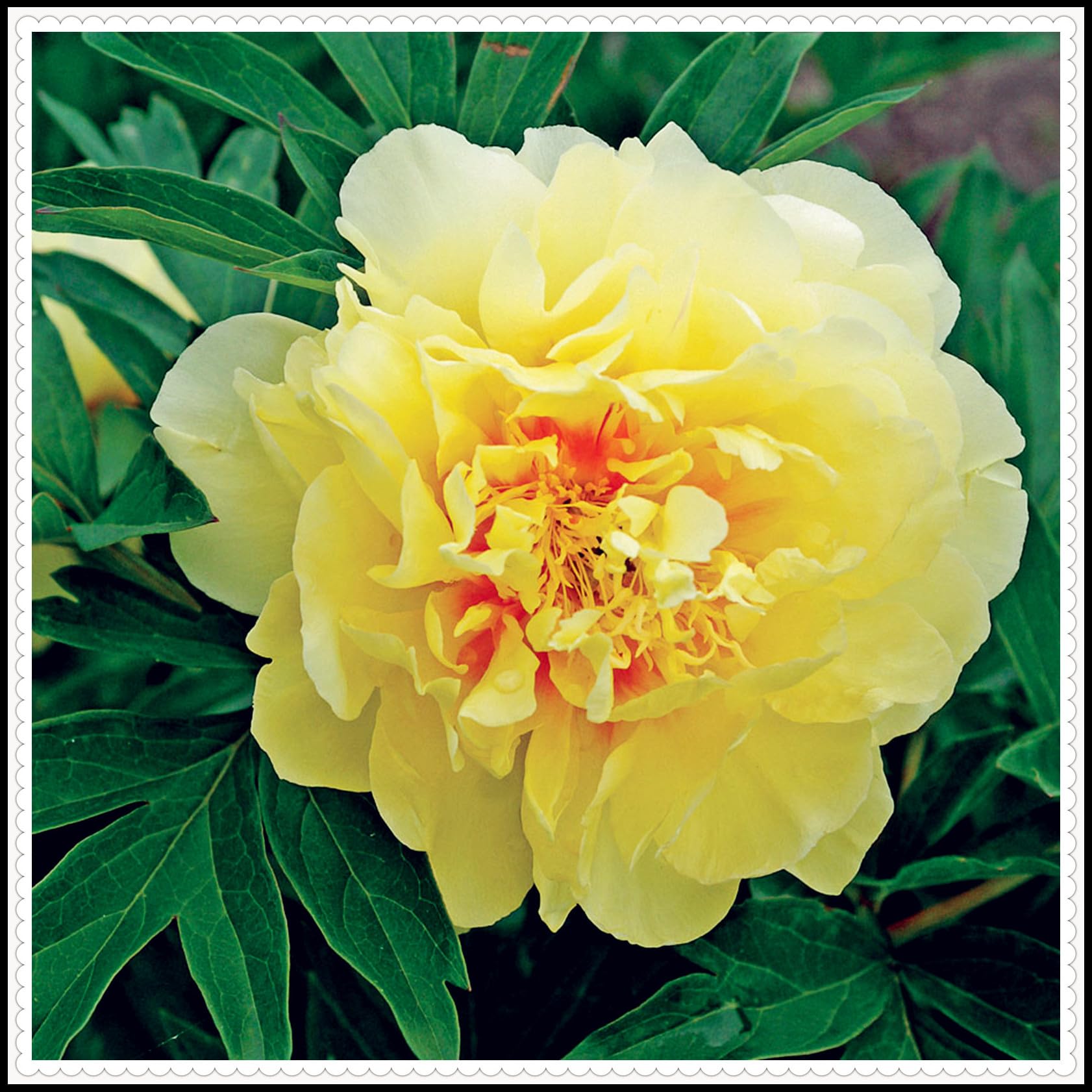 Excellent Display, Natural Organic,Peony Bulbs for Planting, Greening Flower, Good for Containers, Cut Flowers-4 Bulbs-A