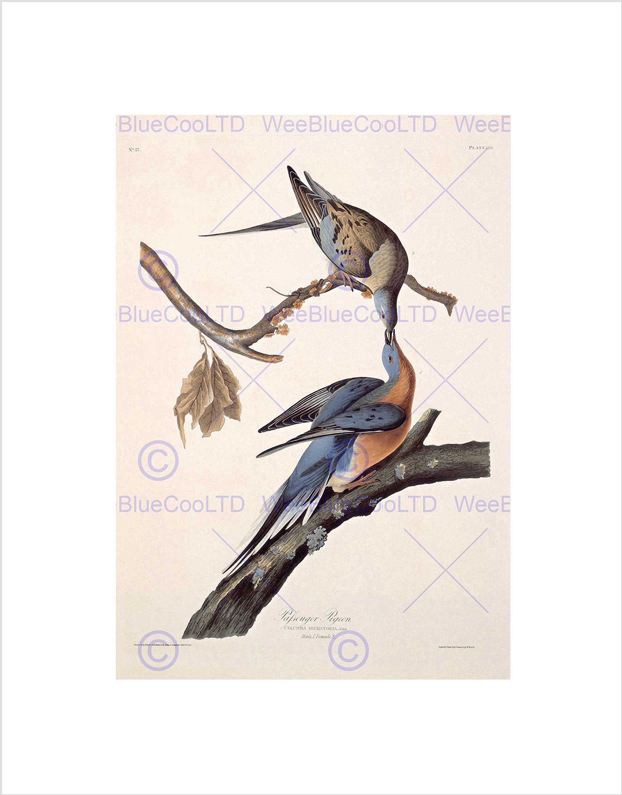 Wee Blue Coo Audubon American Passenger Pigeon Wall Art Print