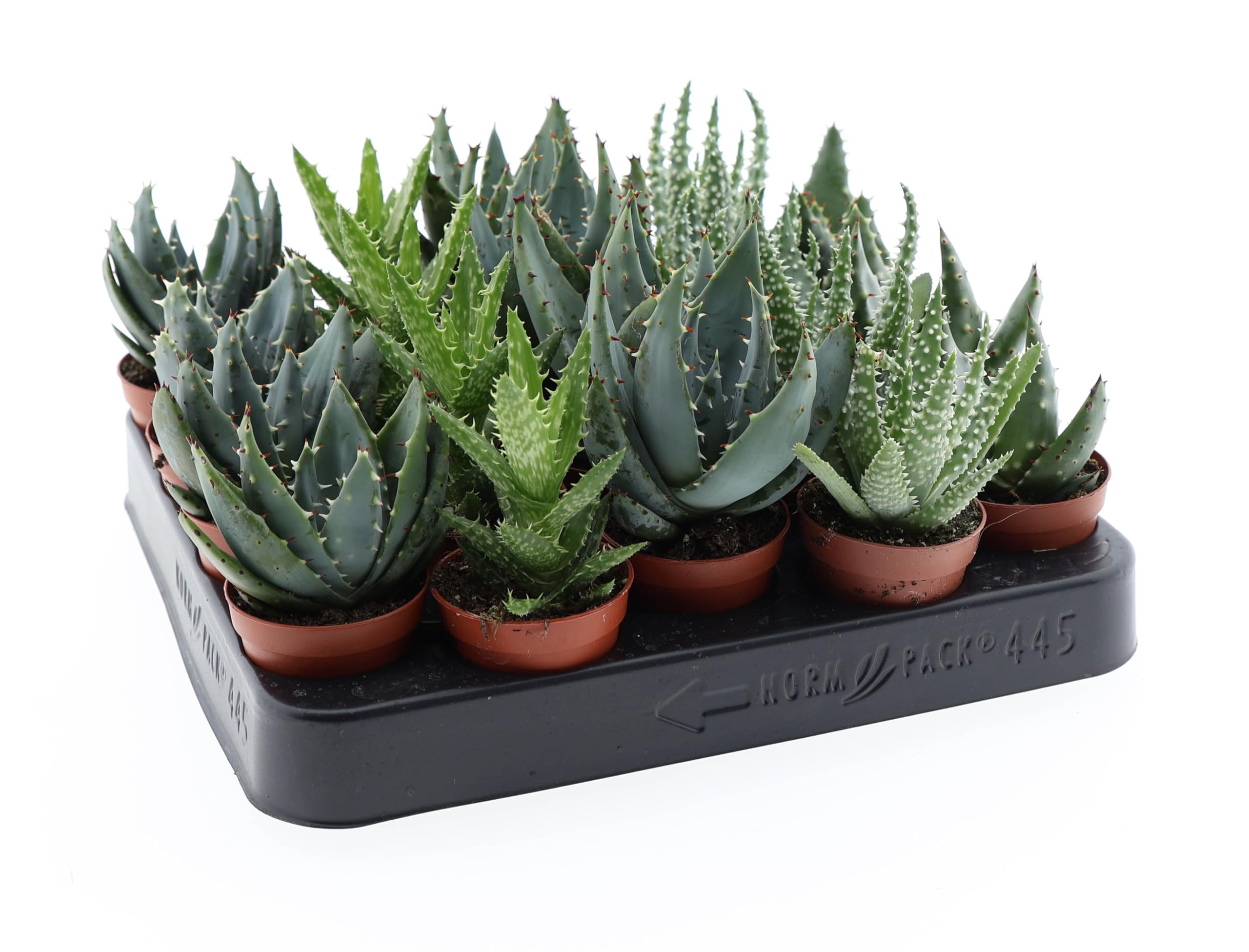 5er Set Aloe Vera Pflanzen Mix  10-12 cm  Sukkulenten, pflegeleichte  Zimmerpflanzen fr Wohnung & Bro  Luftreinigend, Heilpflanze : Amazon.de:  Garten