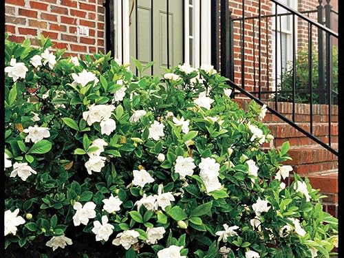 Vista 11 de Everblooming Gardenia Jasminoides 'Veitchii' - 10 plantas vivas - Hermoso arbusto floreciente fragante